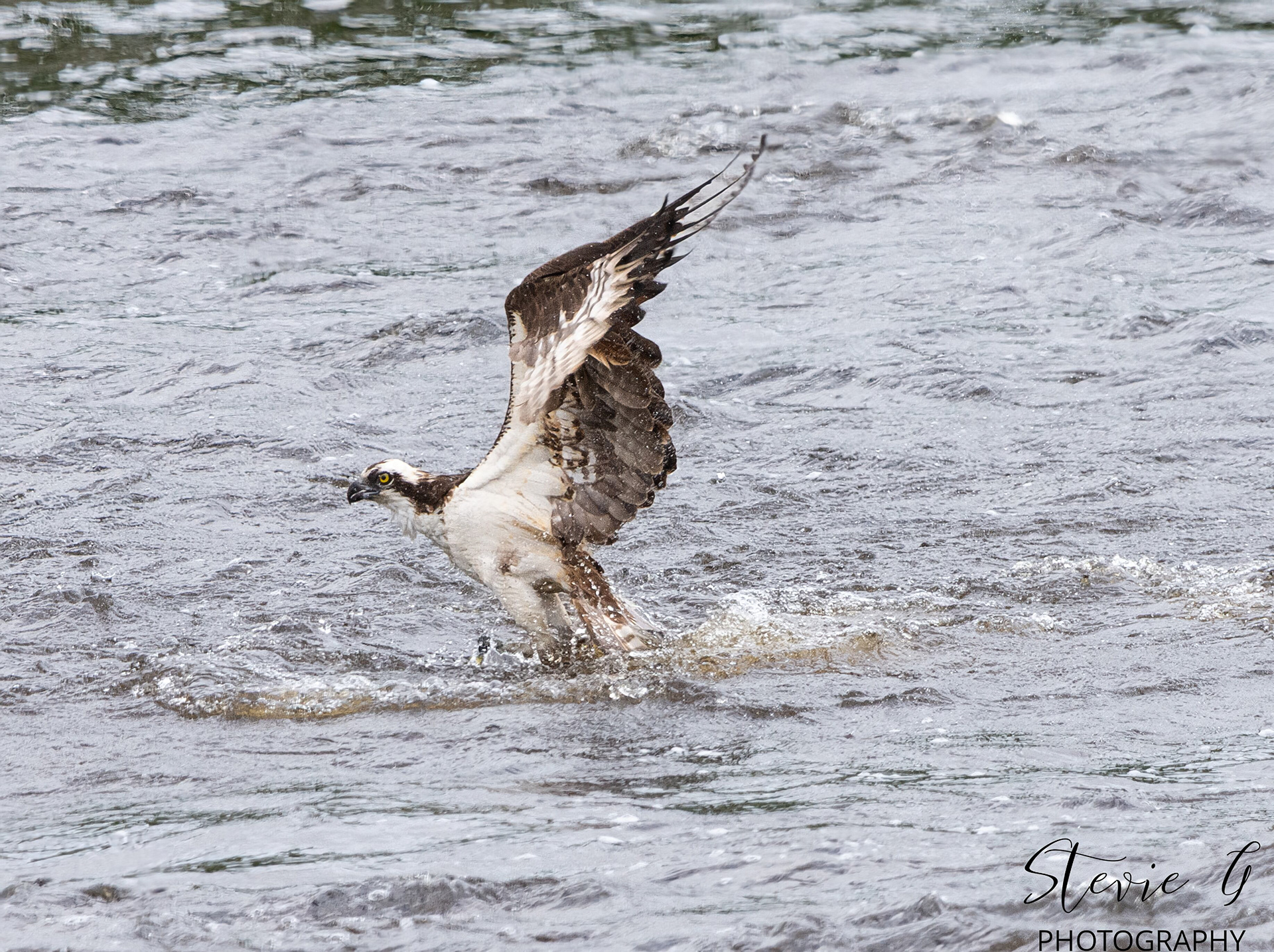 Osprey