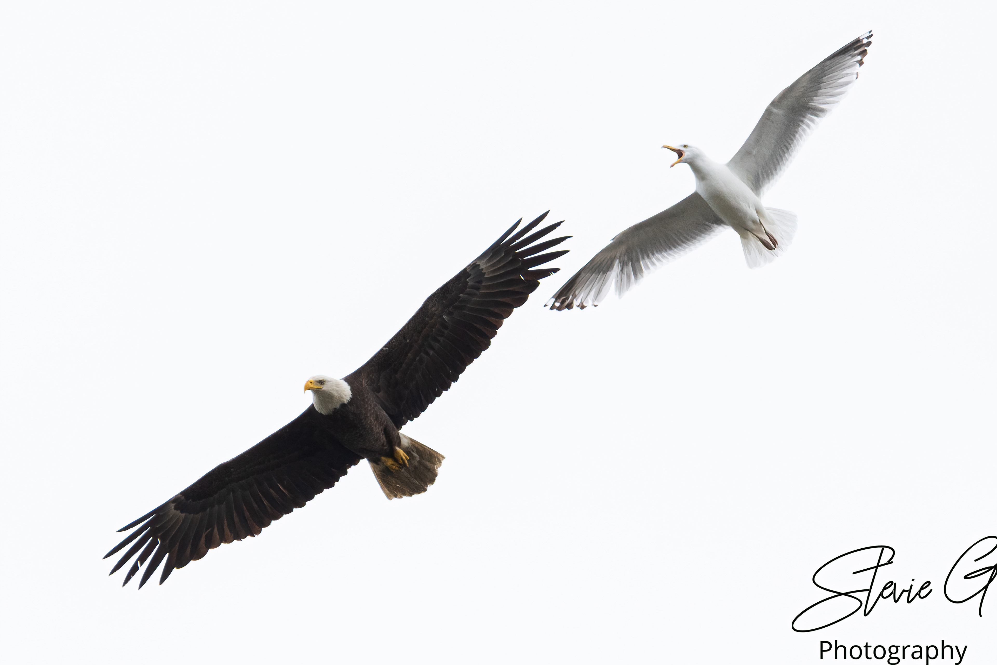 Eagle