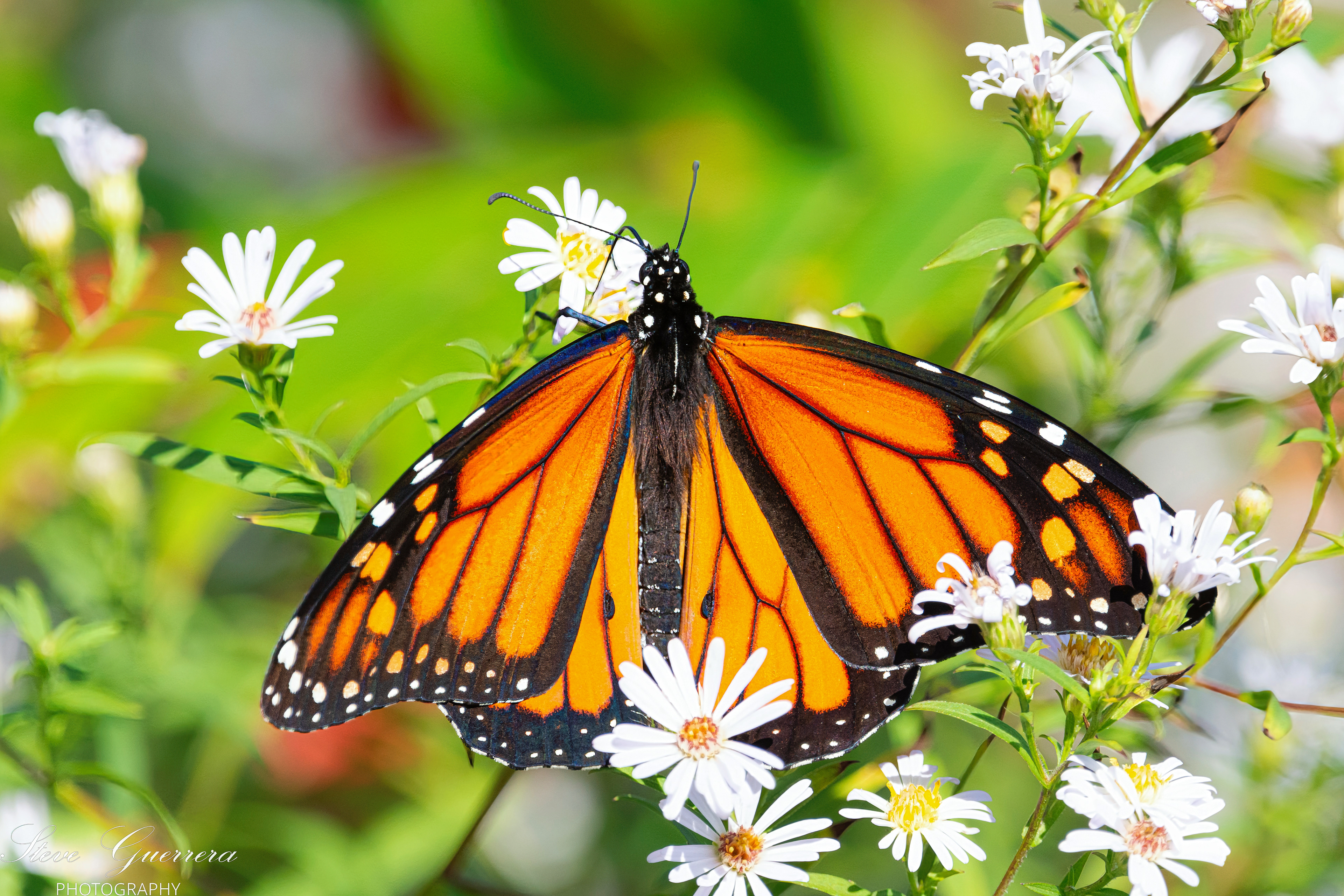 Monarch Butterfly -Odiorne State Park