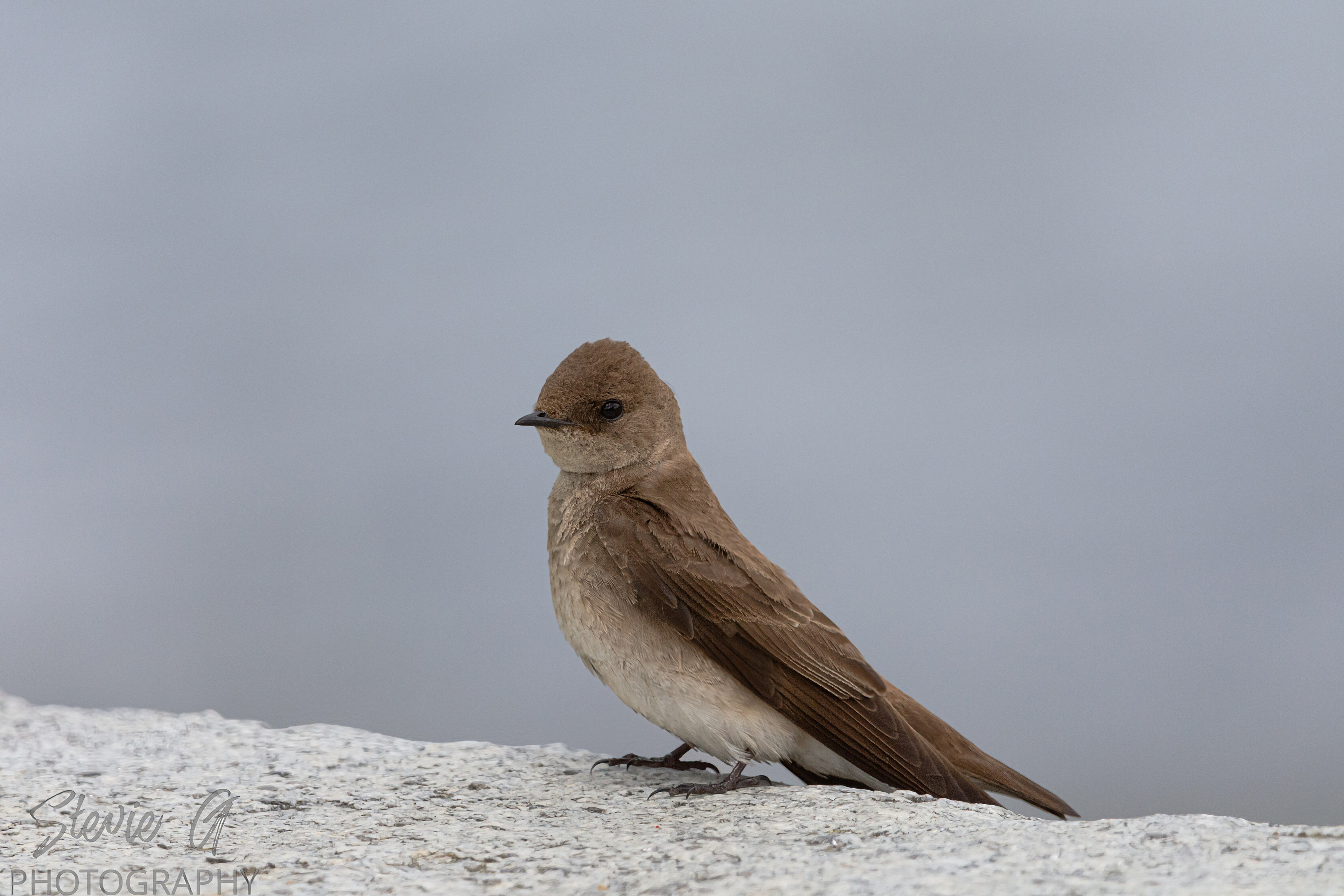 Northern rough-winged swallow