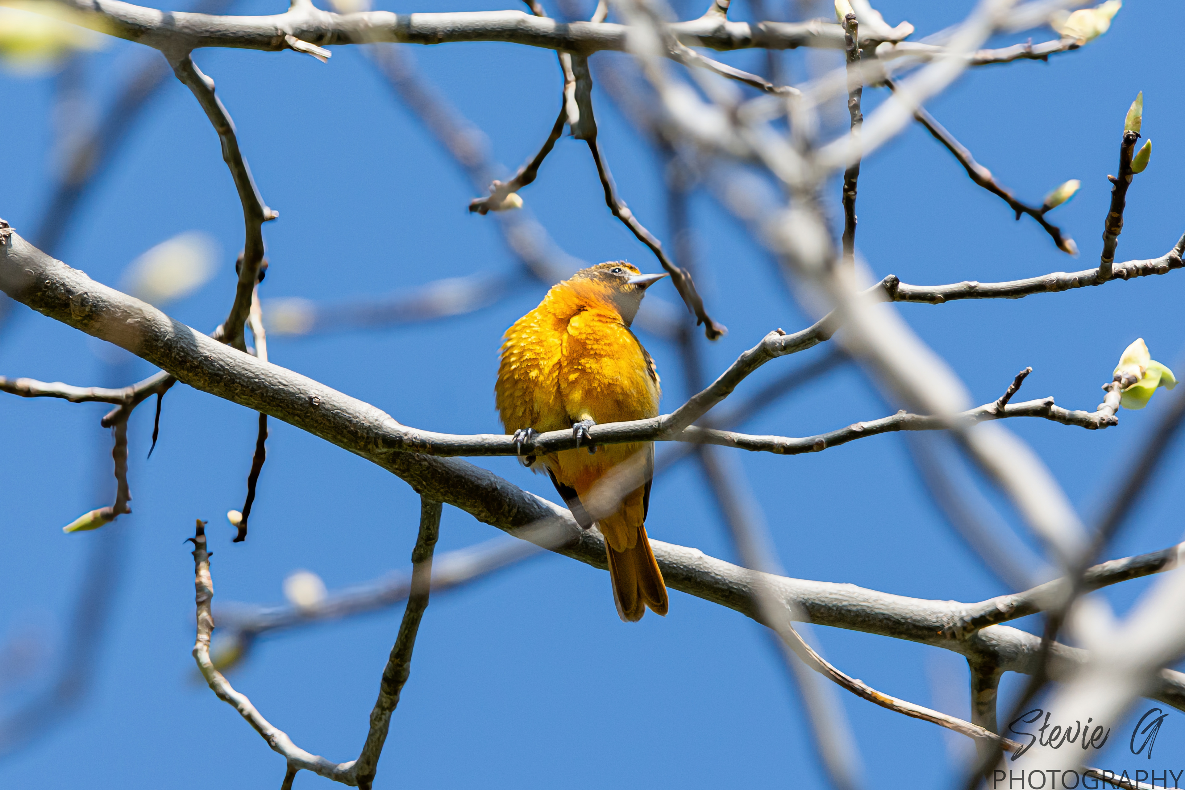 Baltimore Oriole