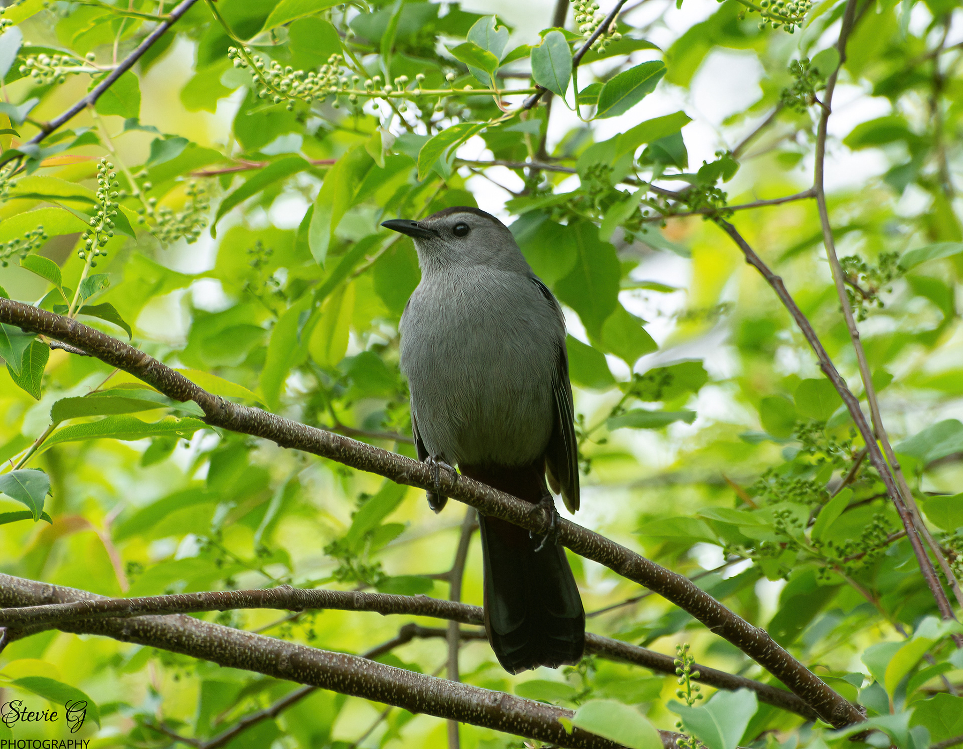 Catbird