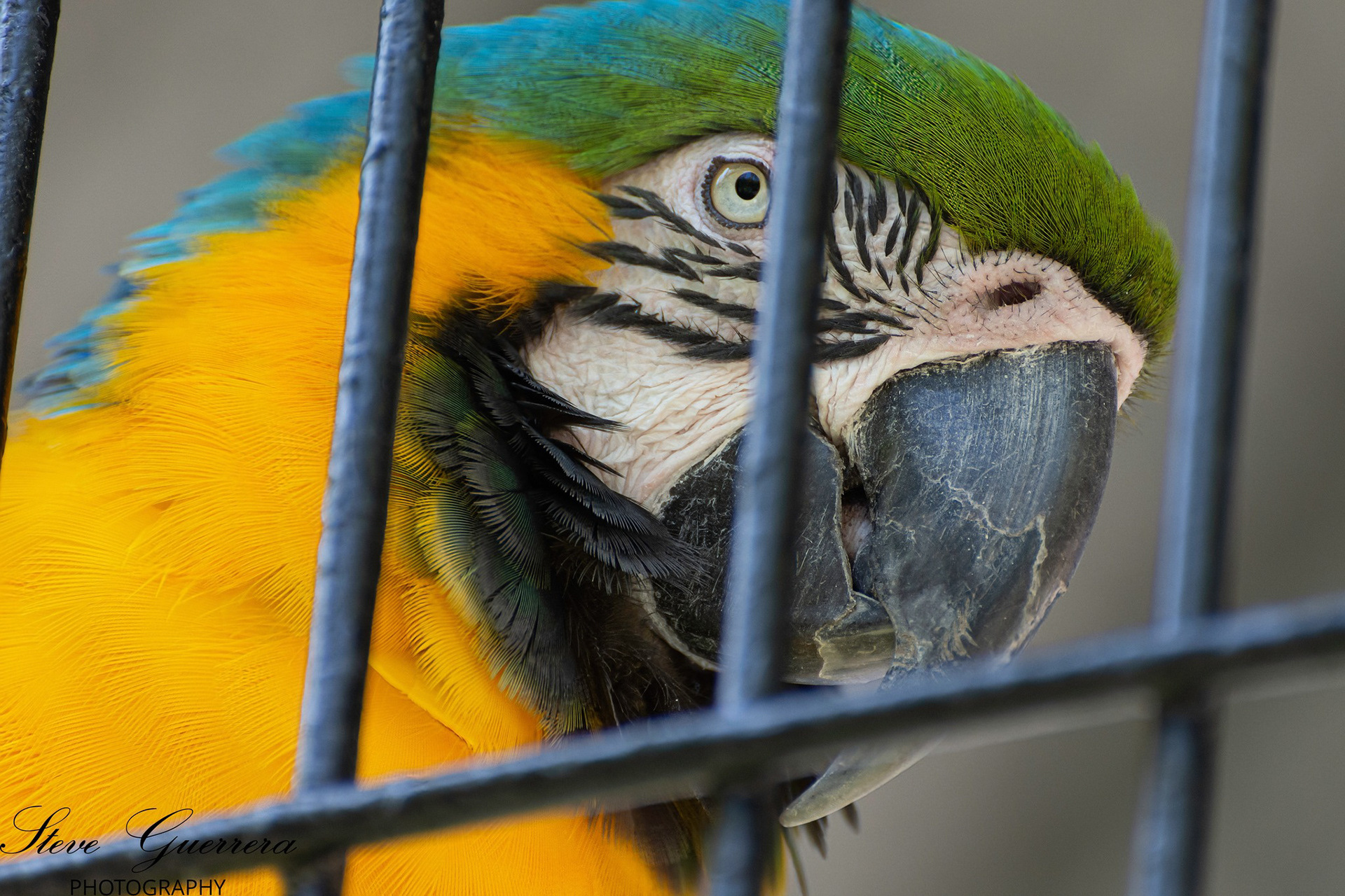 Blue-and-yellow macaw