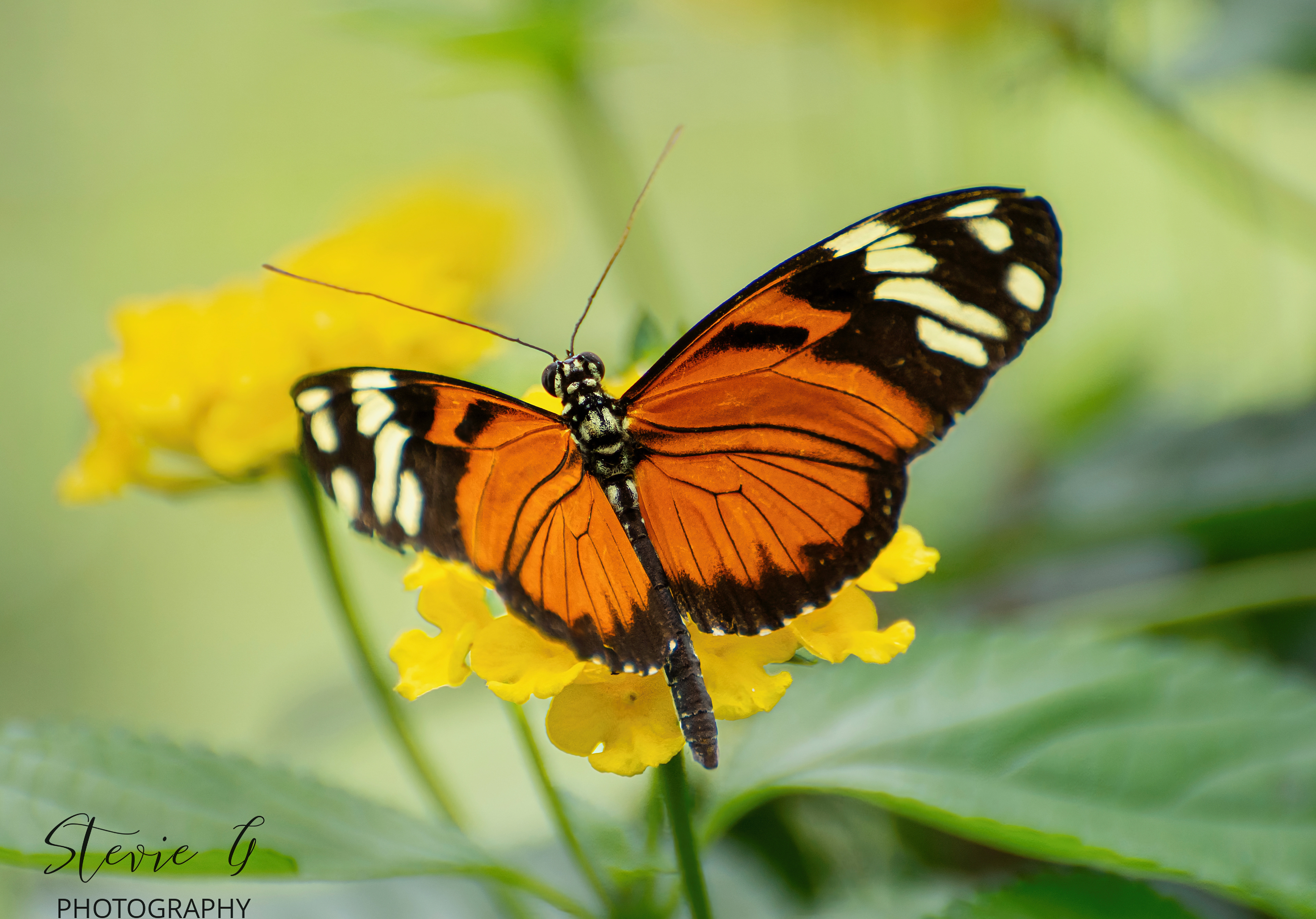 Tiger-striped Longwing Butterfly
