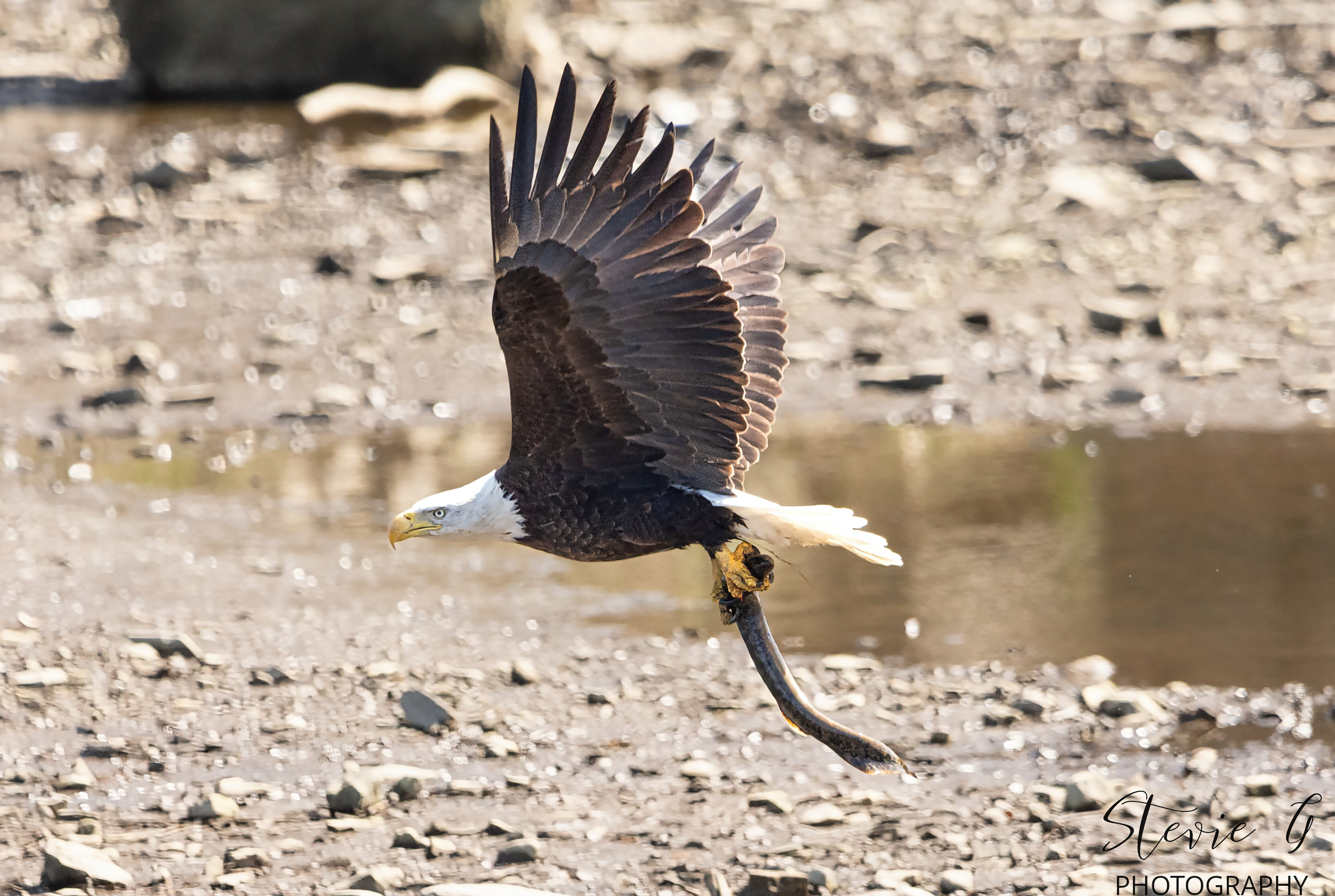 Bald Eagle - Southern N.H.