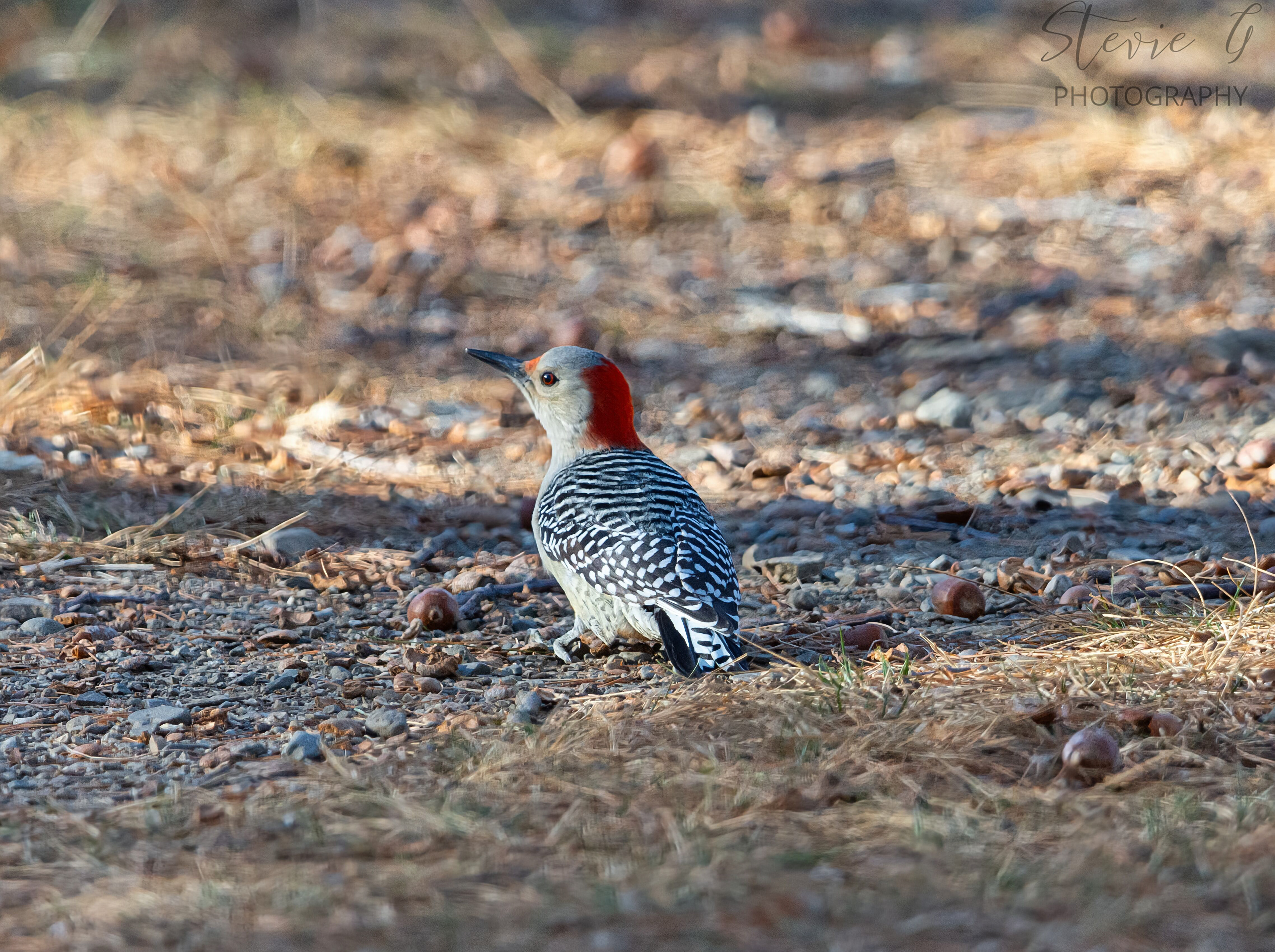 Red -Bellied Woodpecker - Odiorne State Park