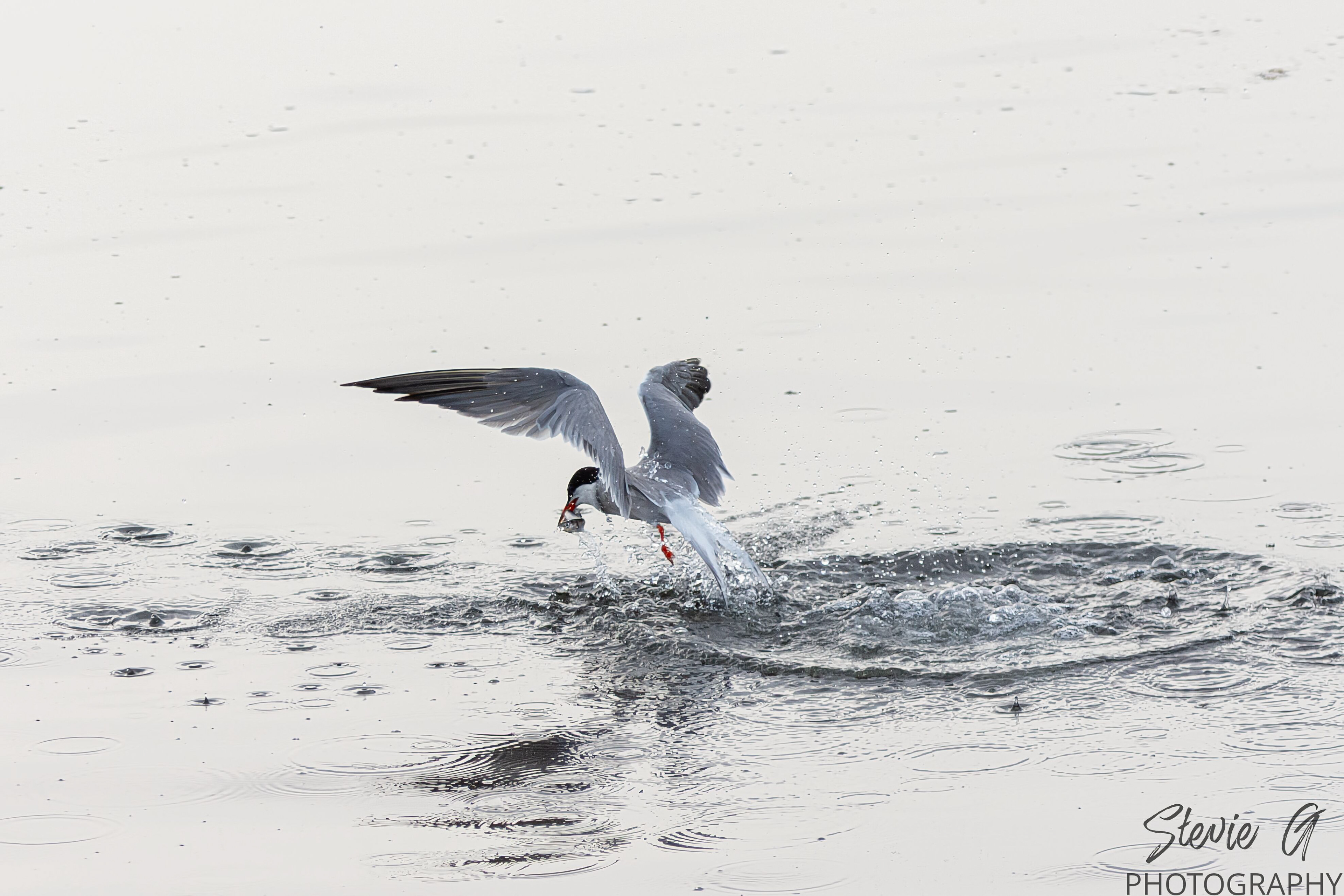 Common tern
