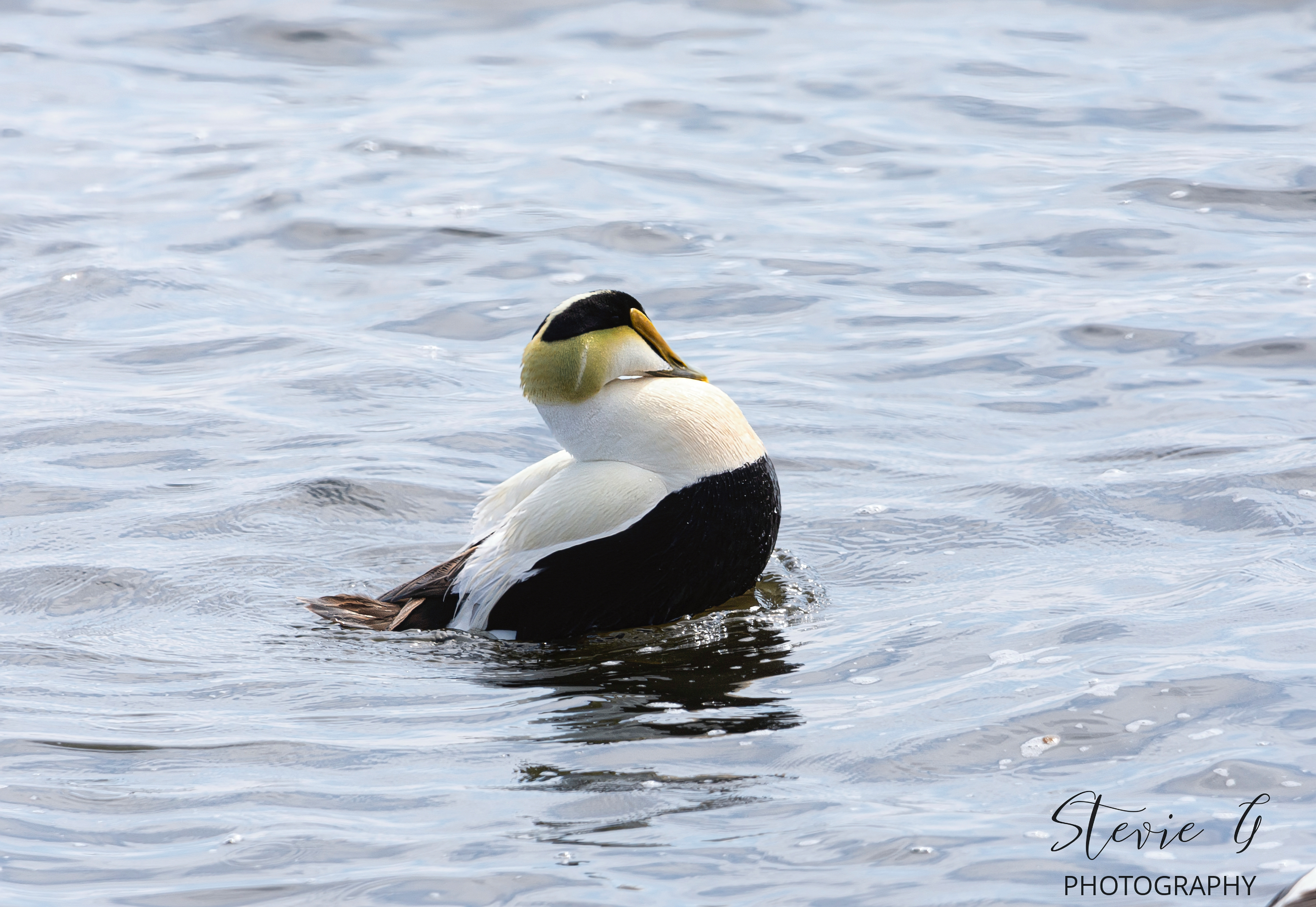 Common Eider Duck - Odiorne State Park