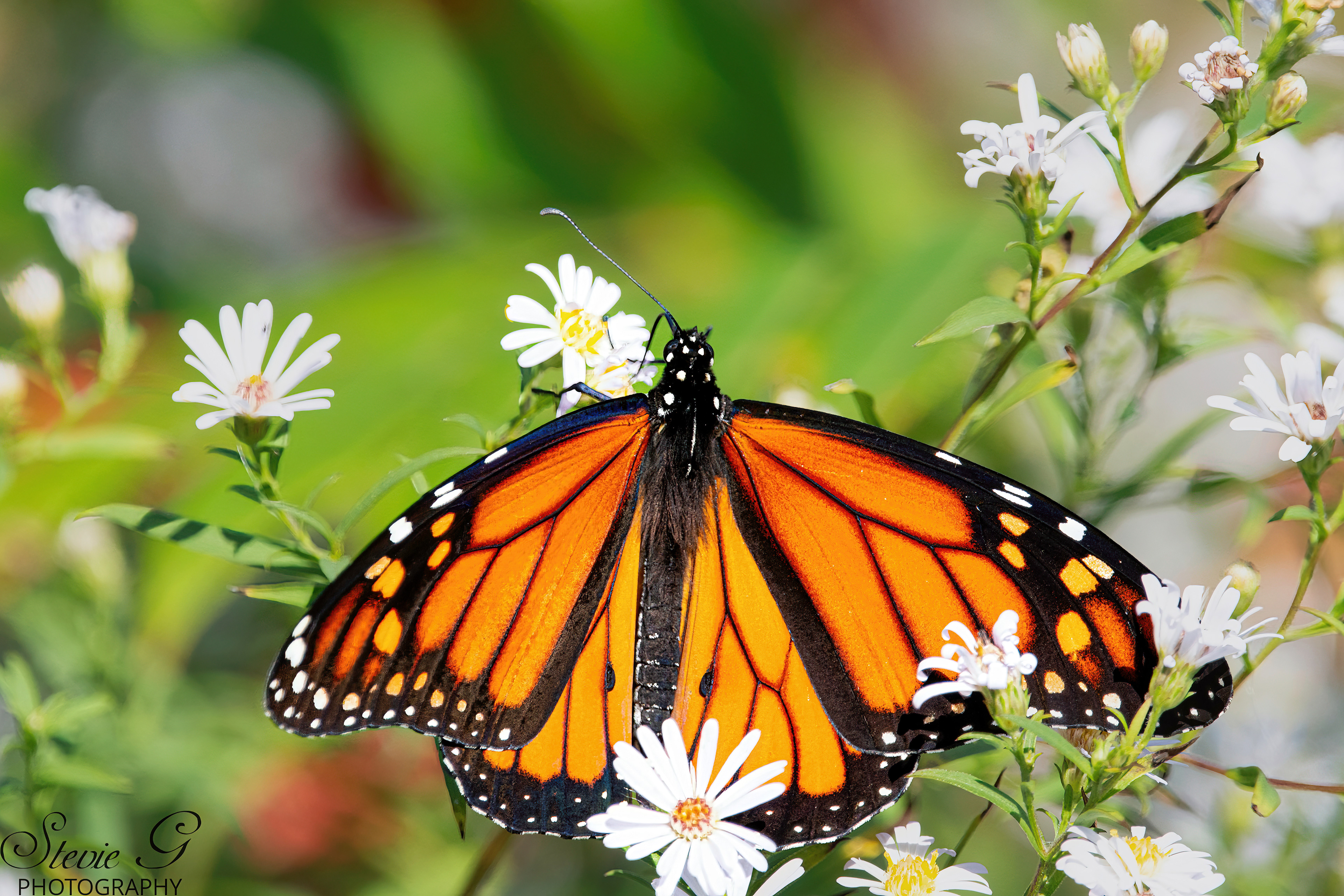 Monarch Butterfly