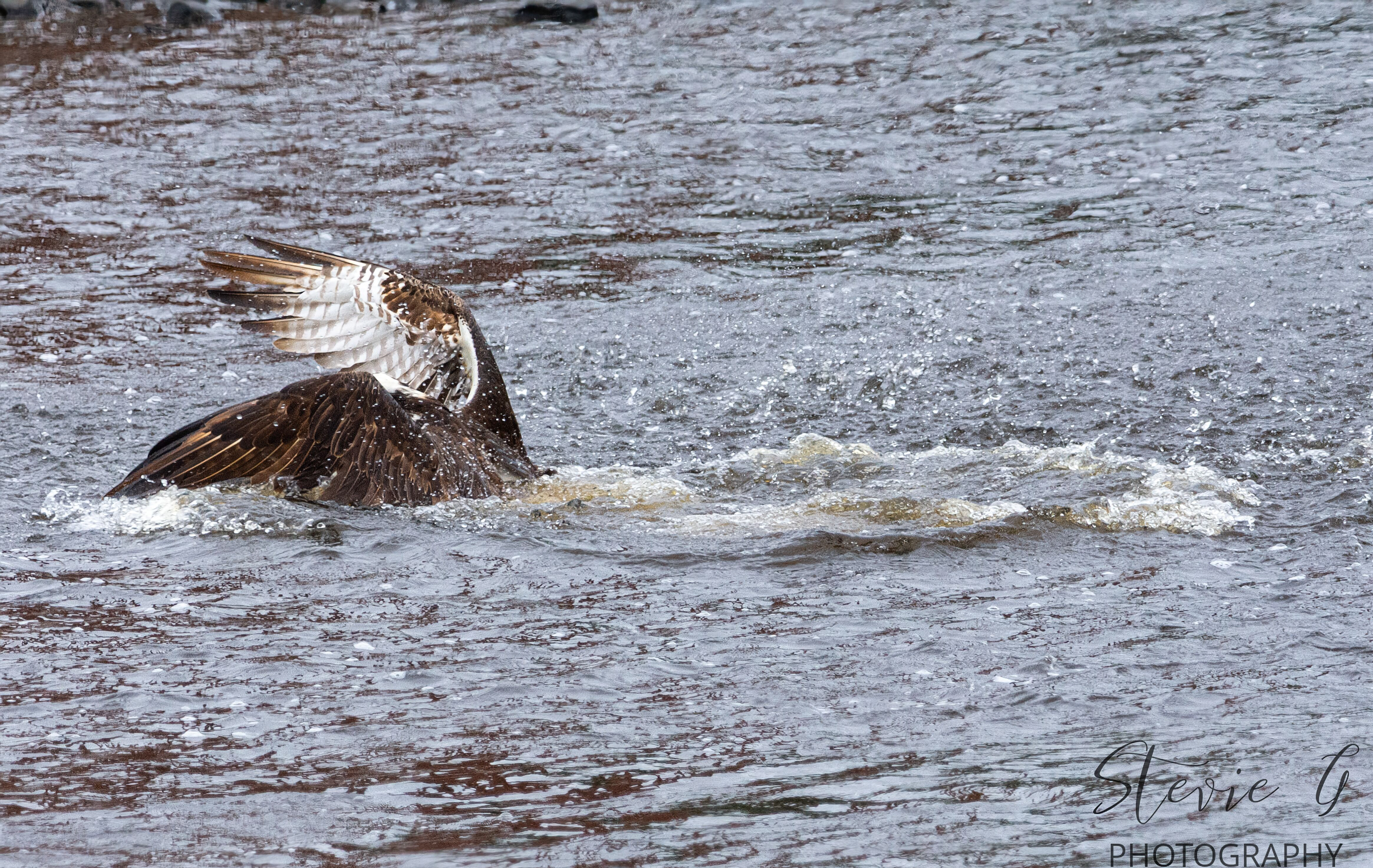 Osprey
