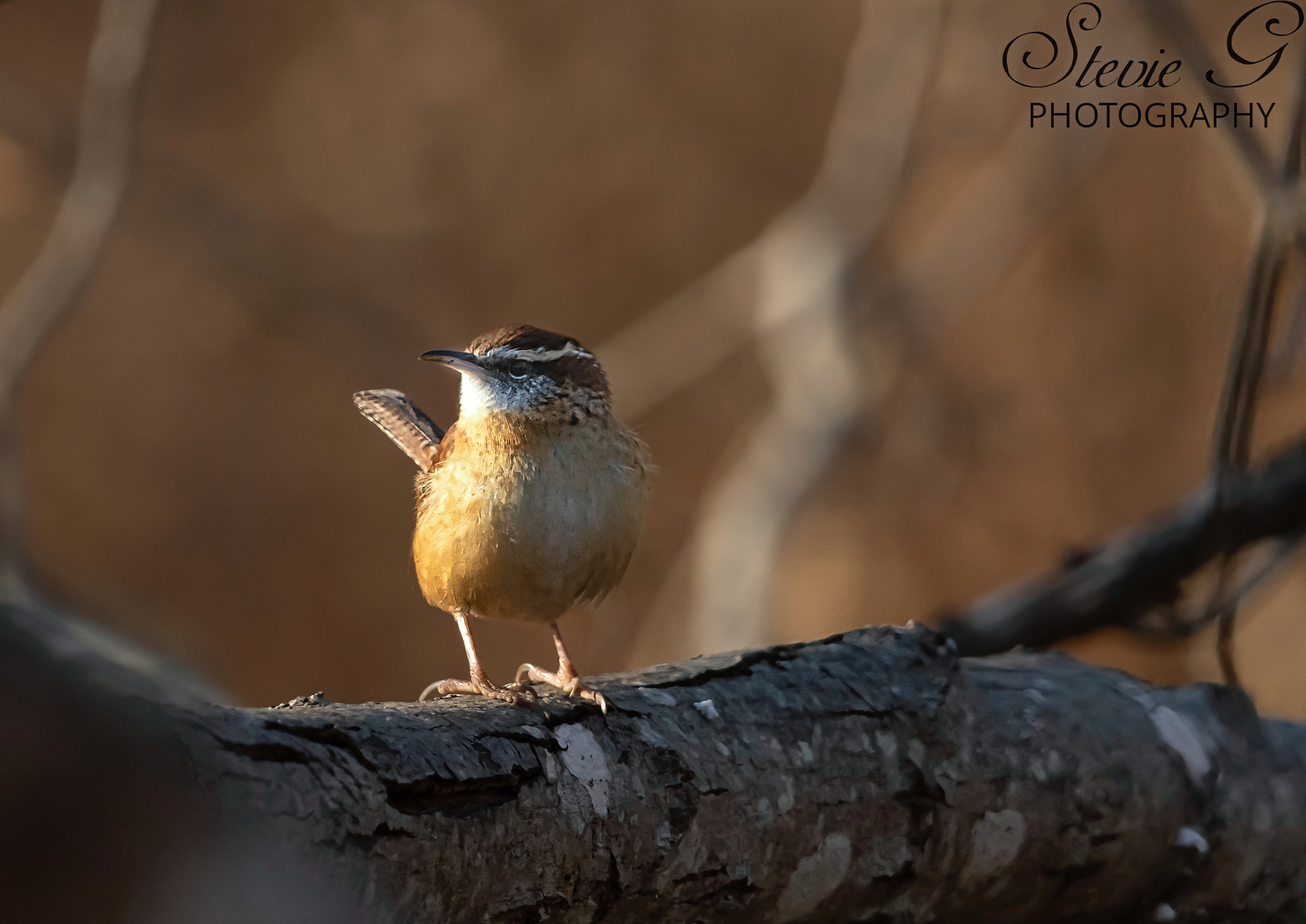 Carolina Wren
