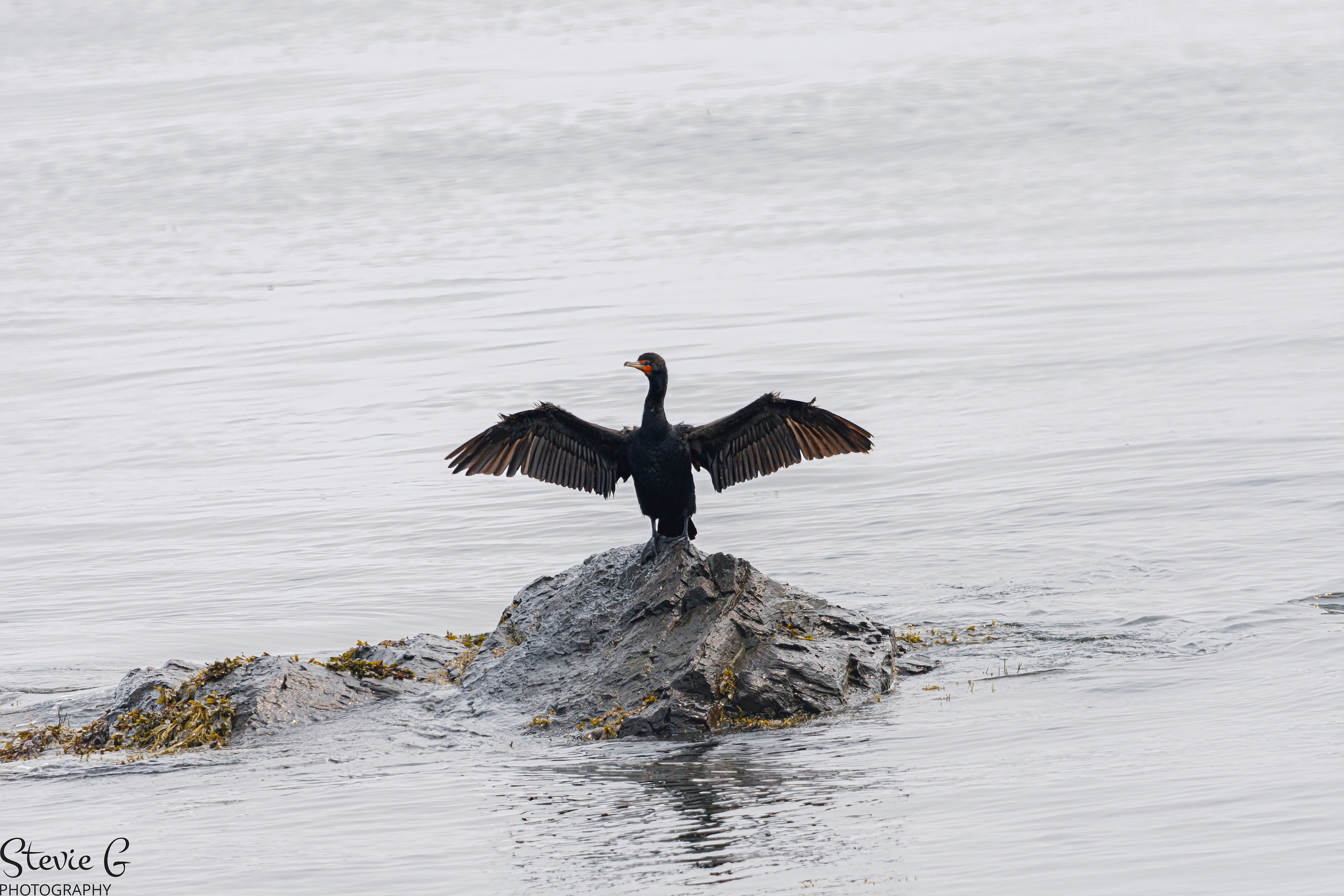 Common Cormorant bird Odiorne state park