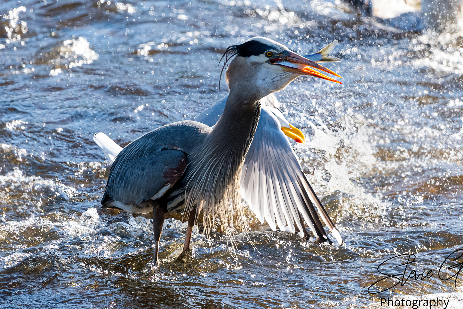 Blue Heron