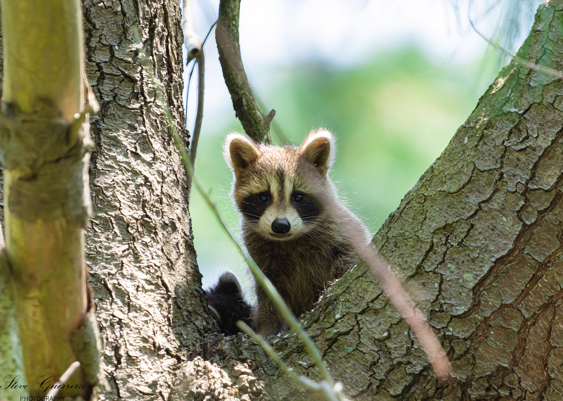 Racoon Odiorne state park