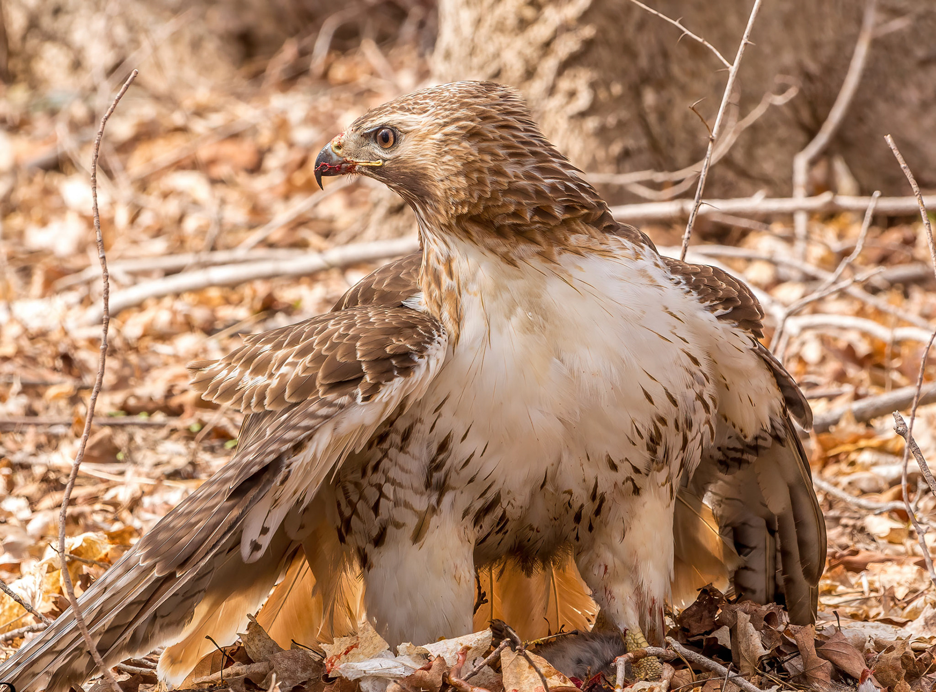 Redtail Hawk at Odiorne State Park