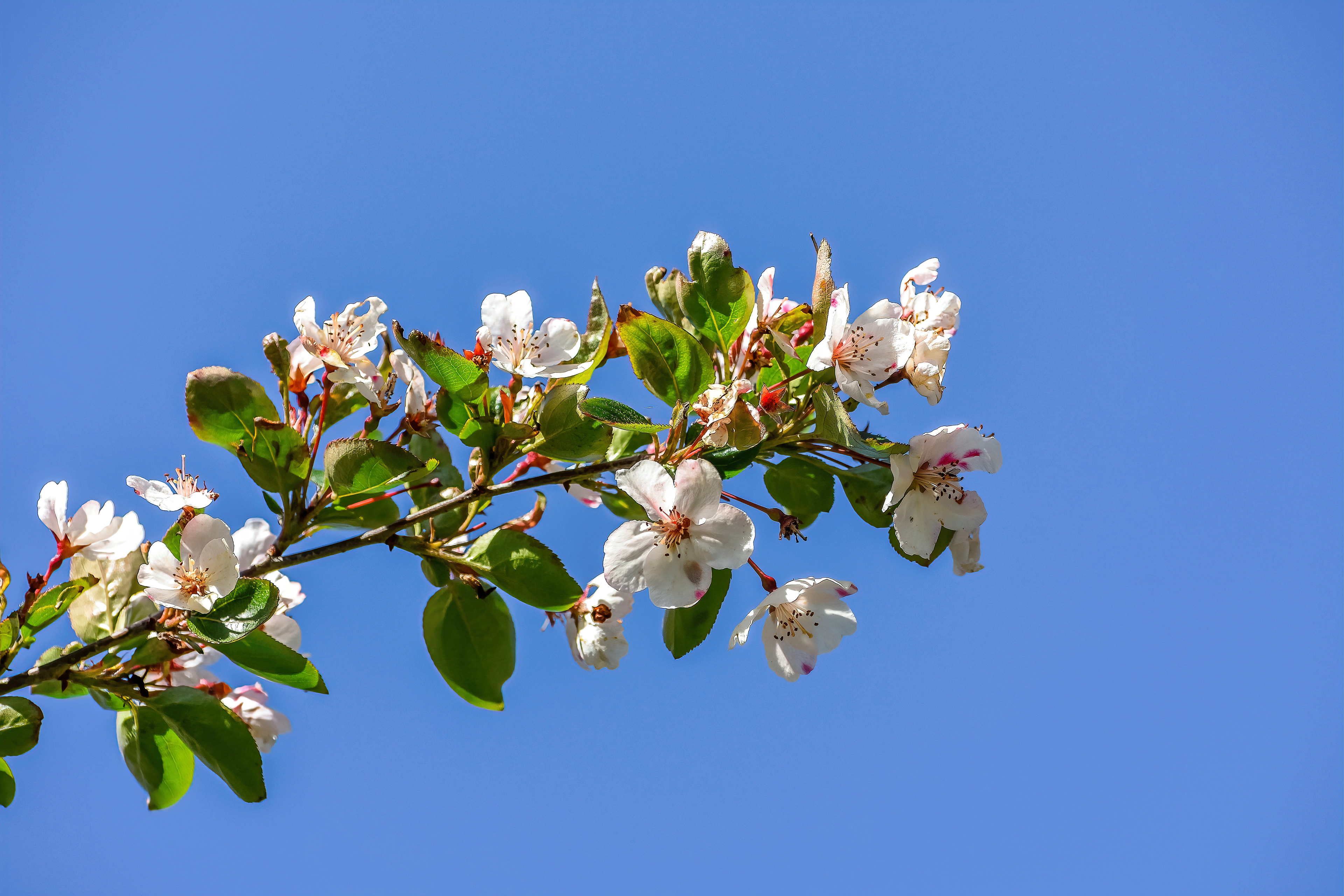 Apple Tree Blossoms