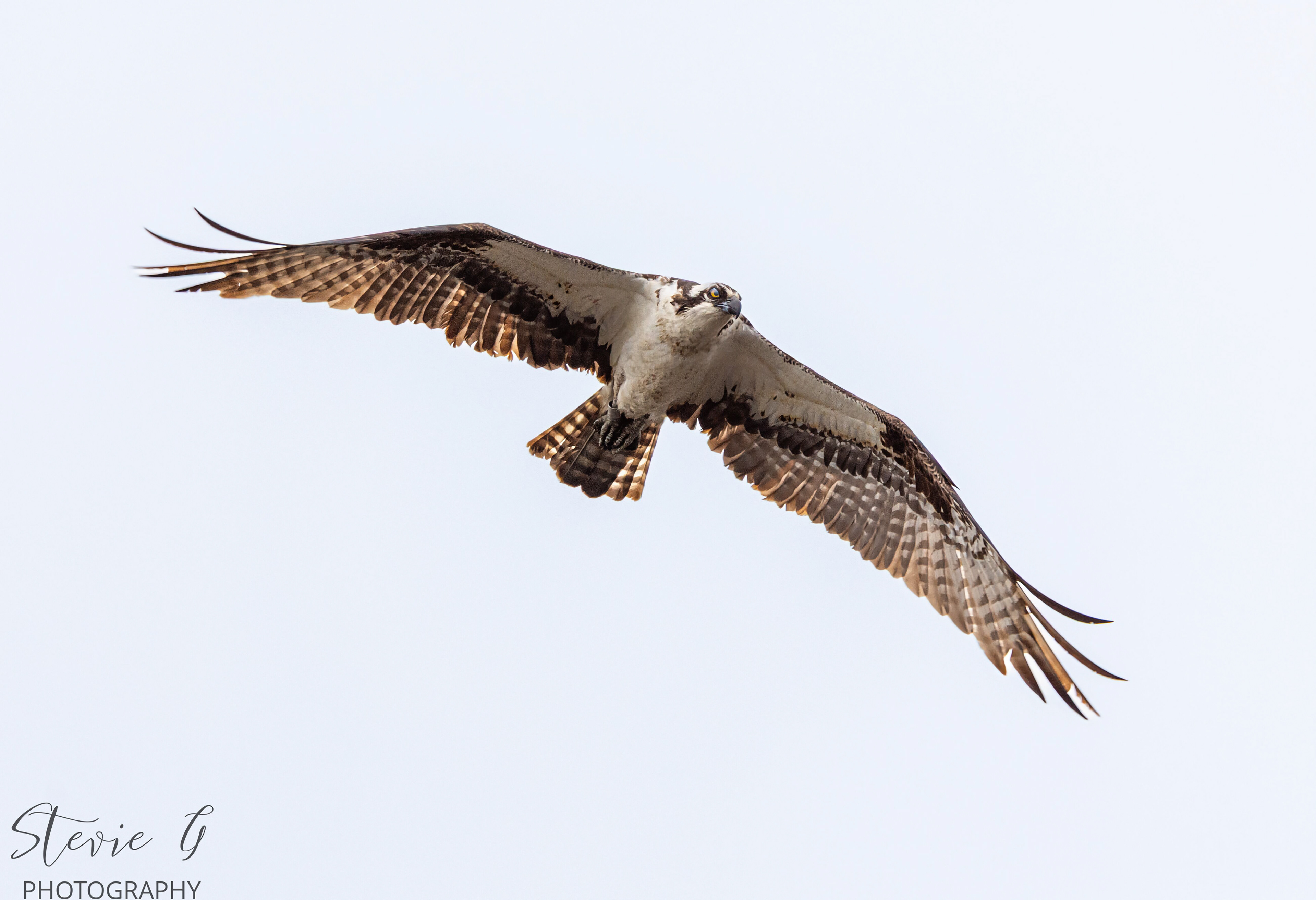Osprey