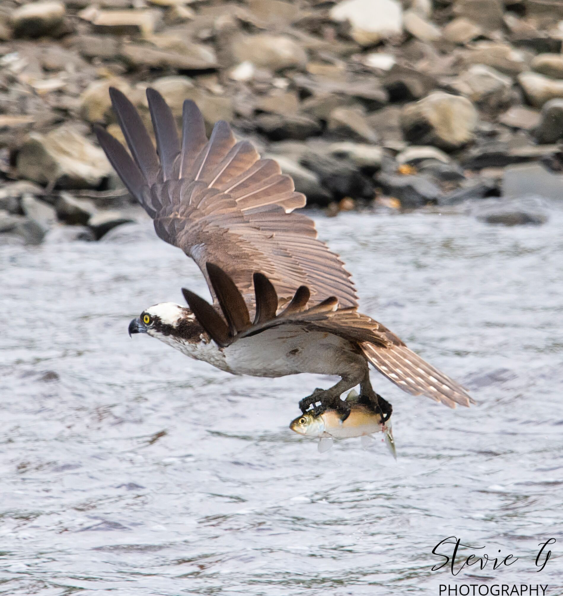 Osprey