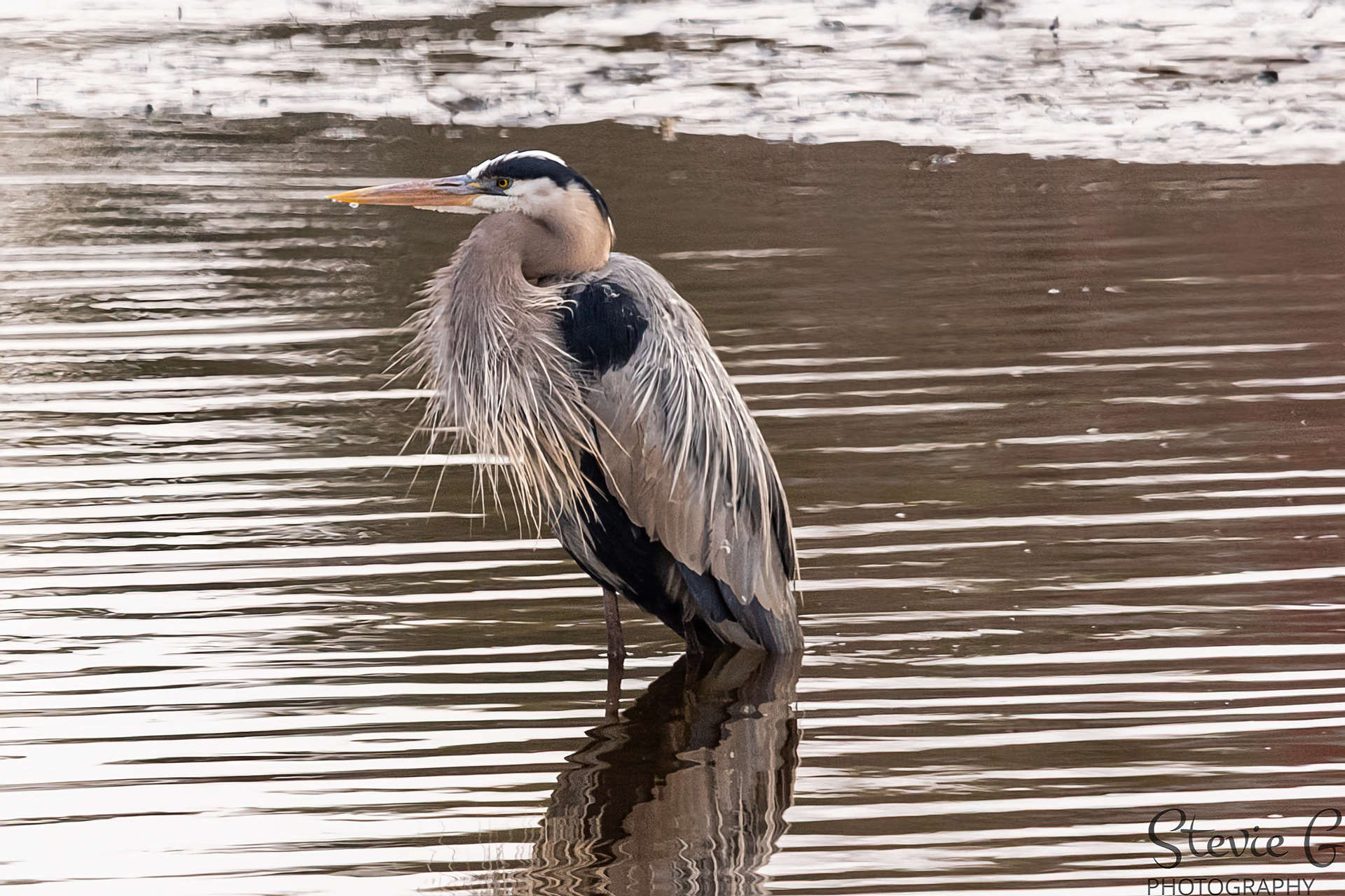 Blue Heron
