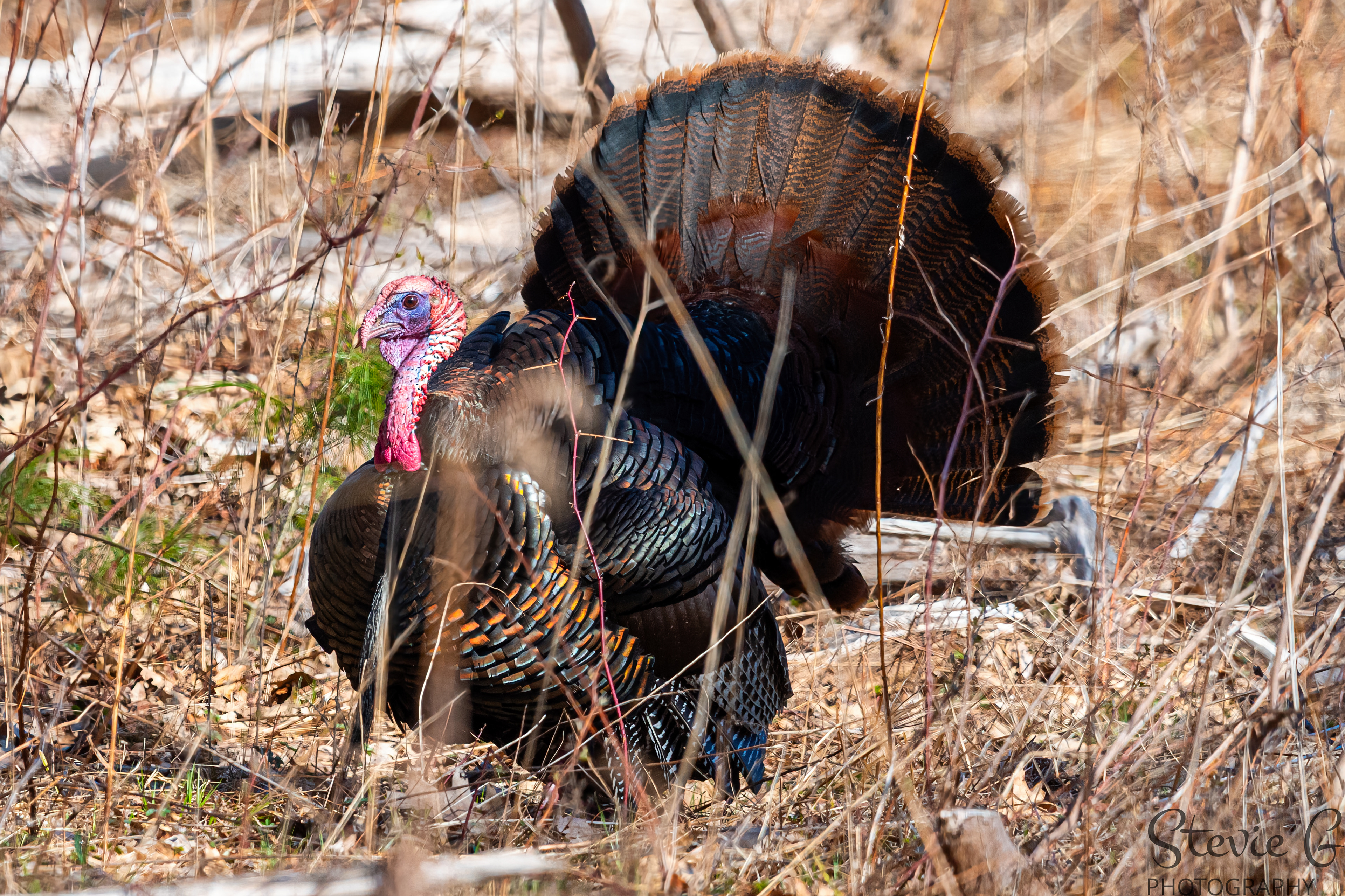 Turkey