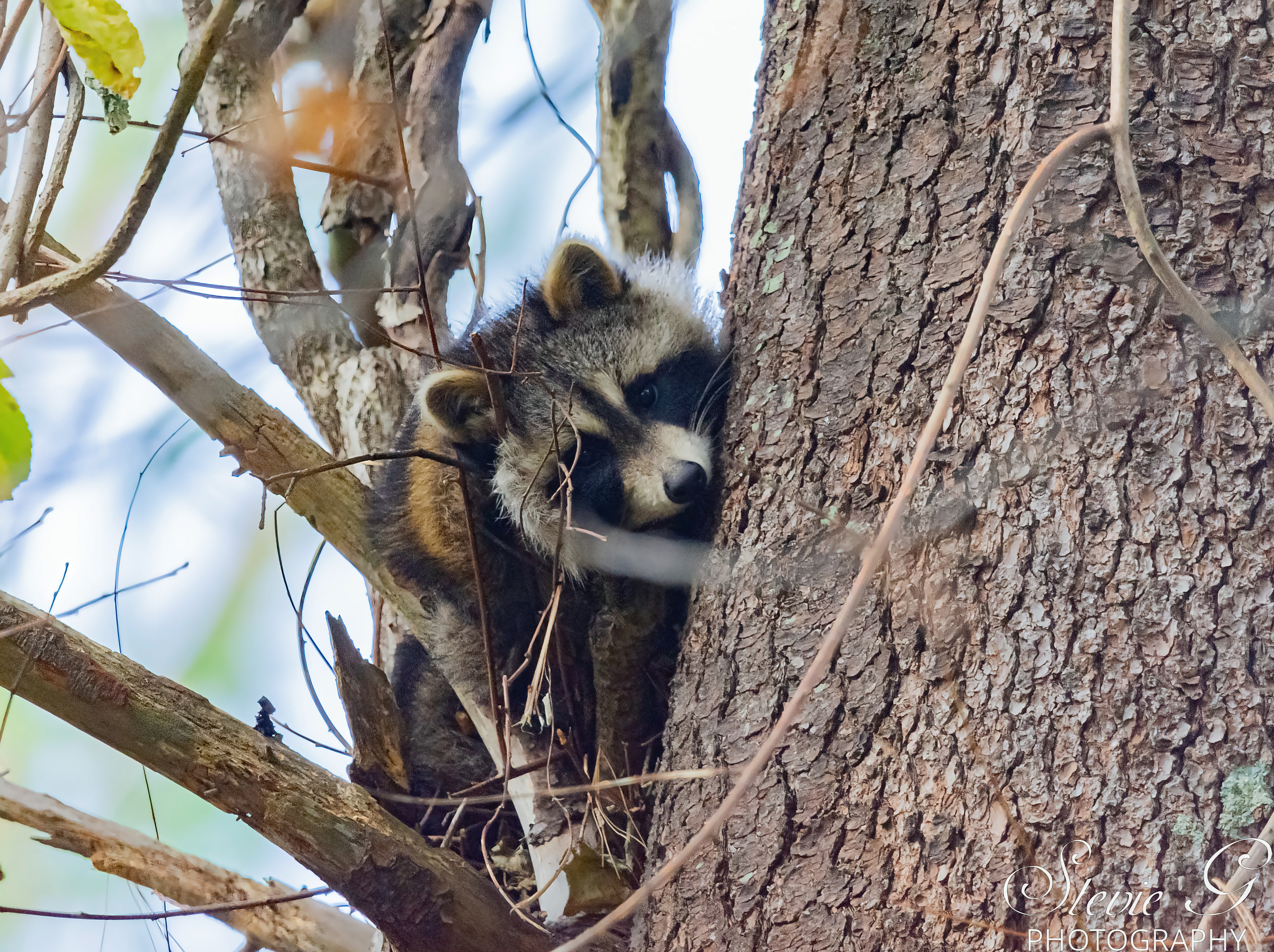 Racoon Napping - Odiorne State Park