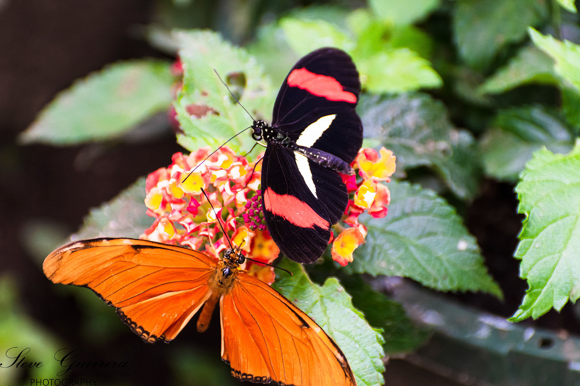Heliconius and Rusty-tipped Page butterfly