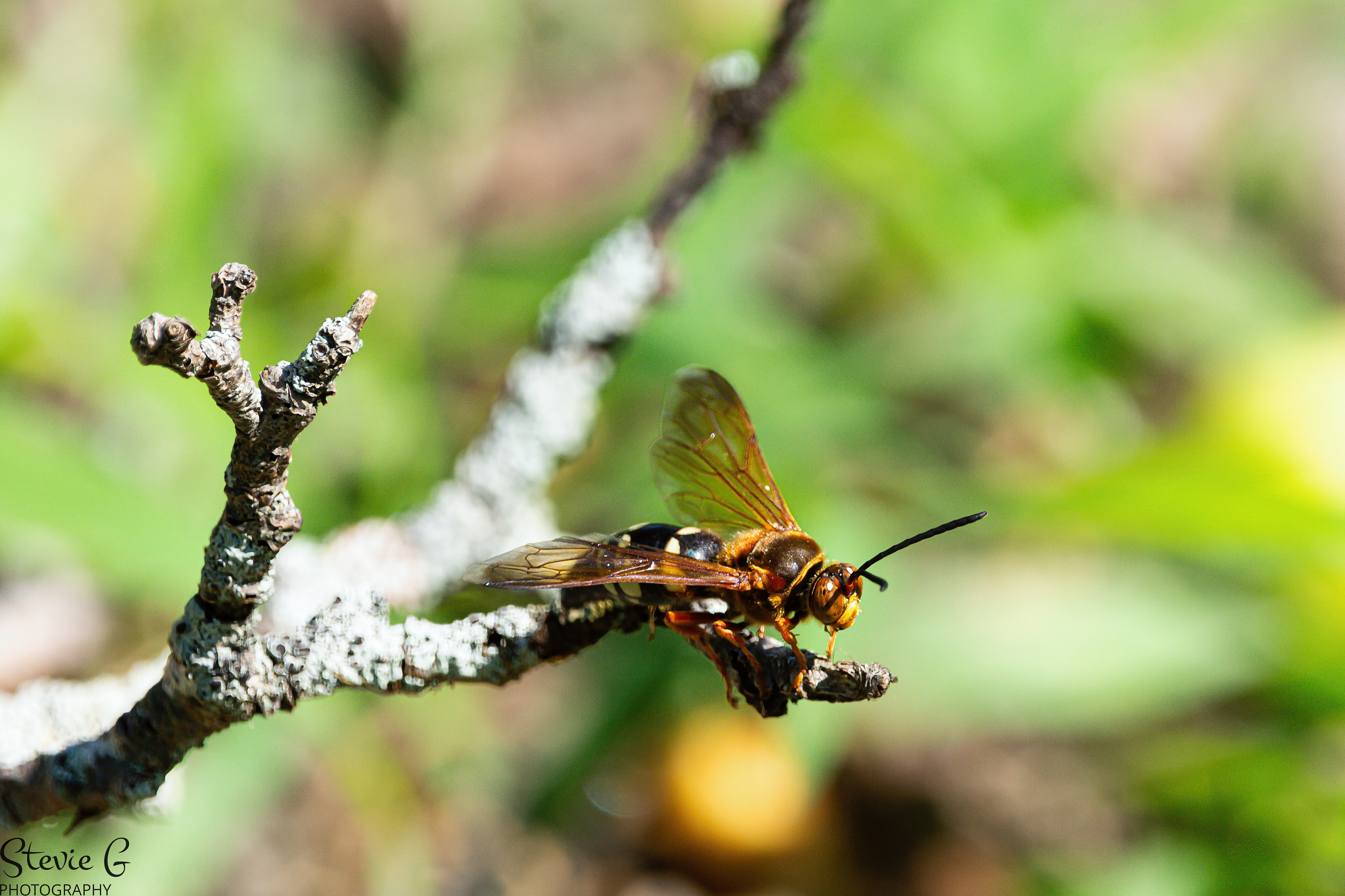 Cicada in grasp --- Eastern Cicada Killer Wasp -- Odiorne State Park