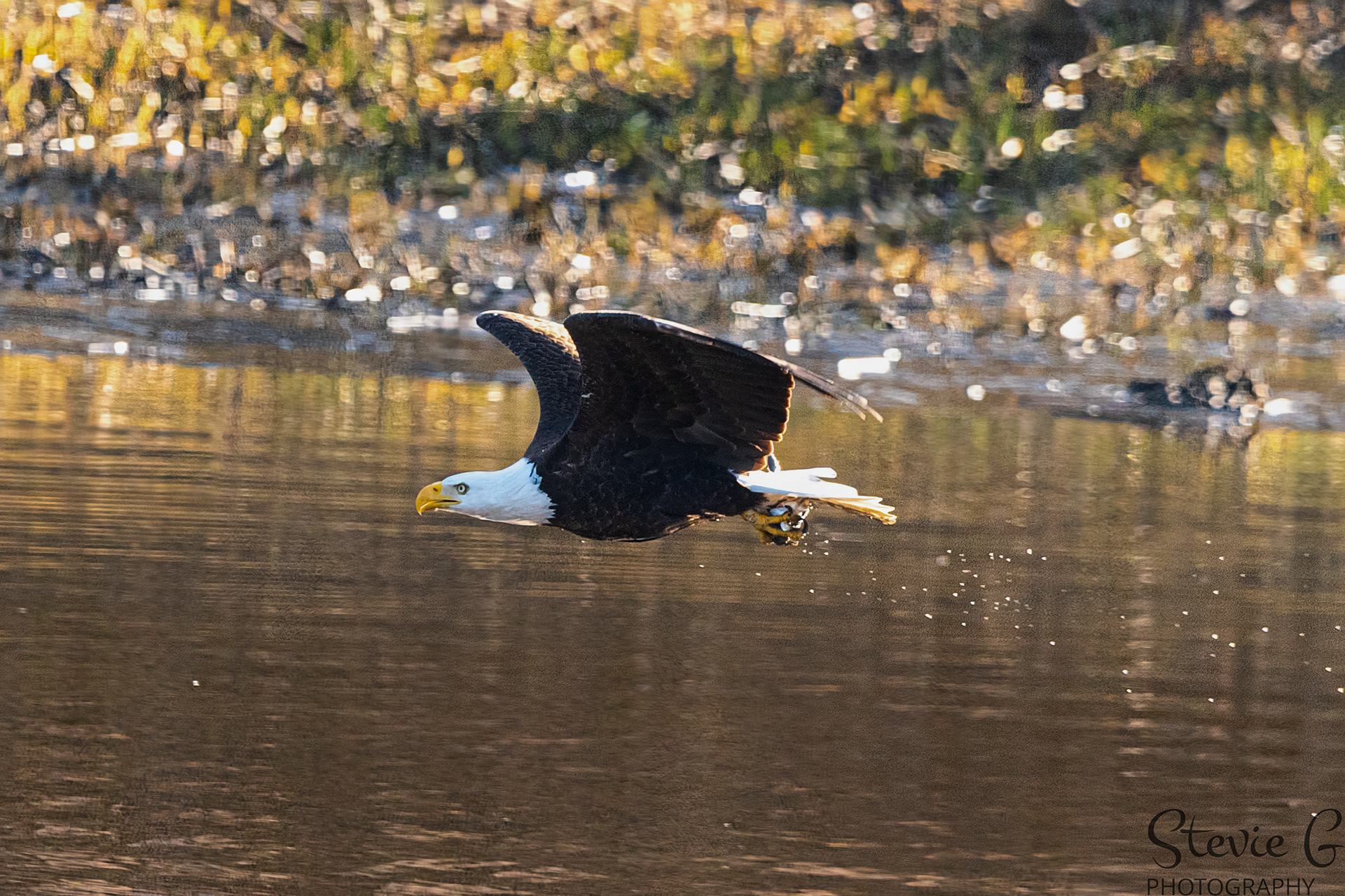 Bald Eagle