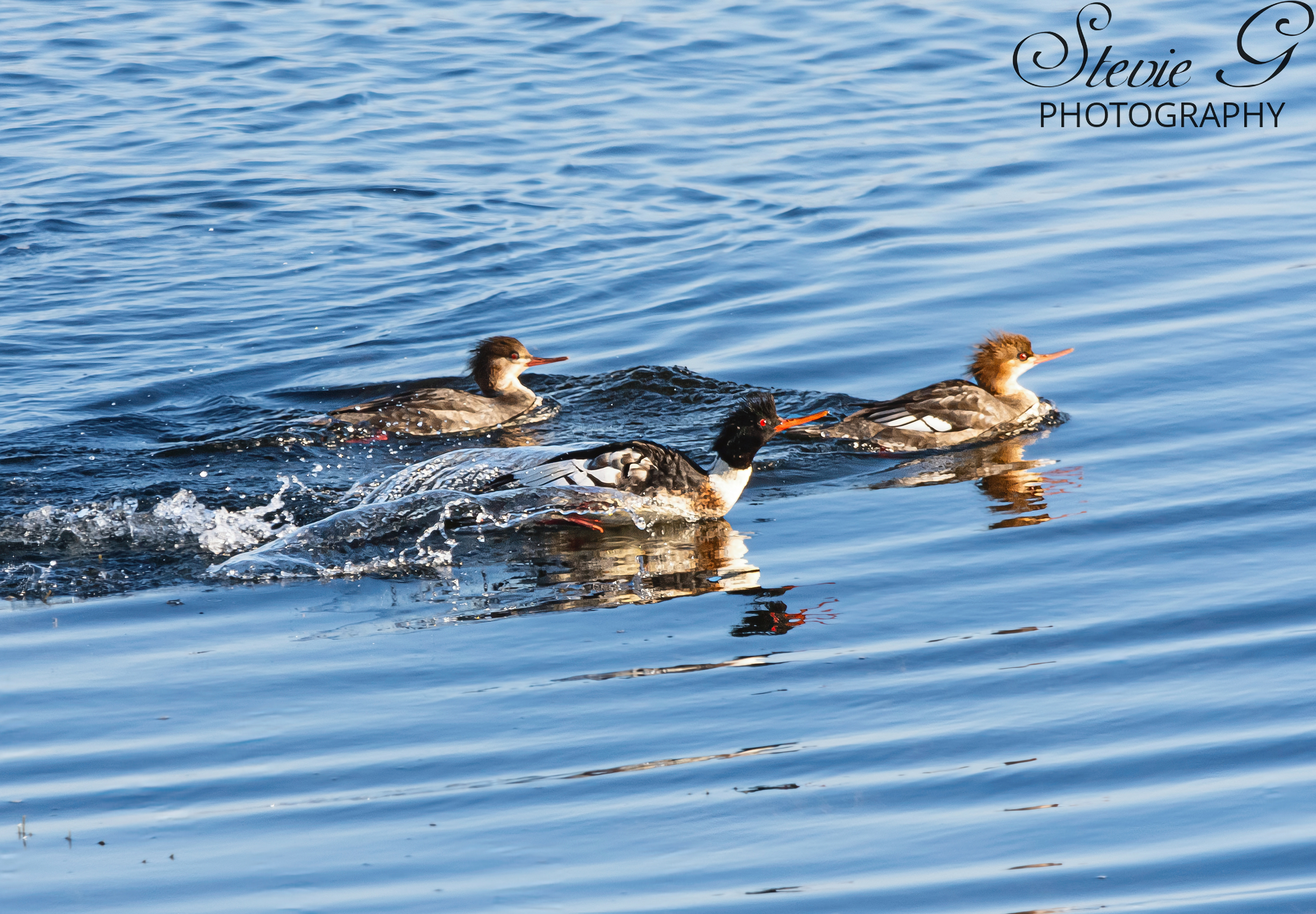 Red-breasted merganser - Odiorne State Park