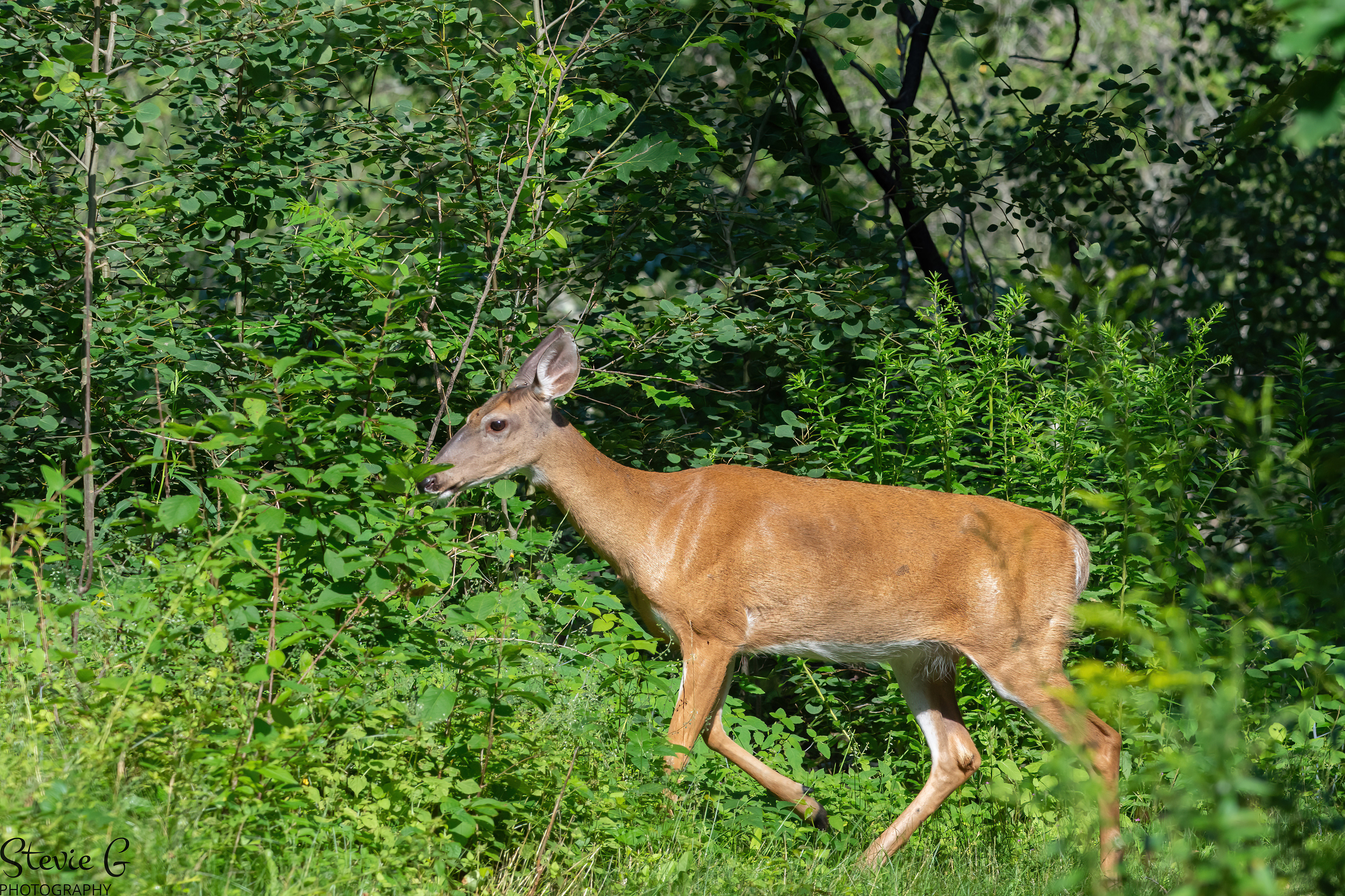 Female Whitetail Deer Odiorne state park