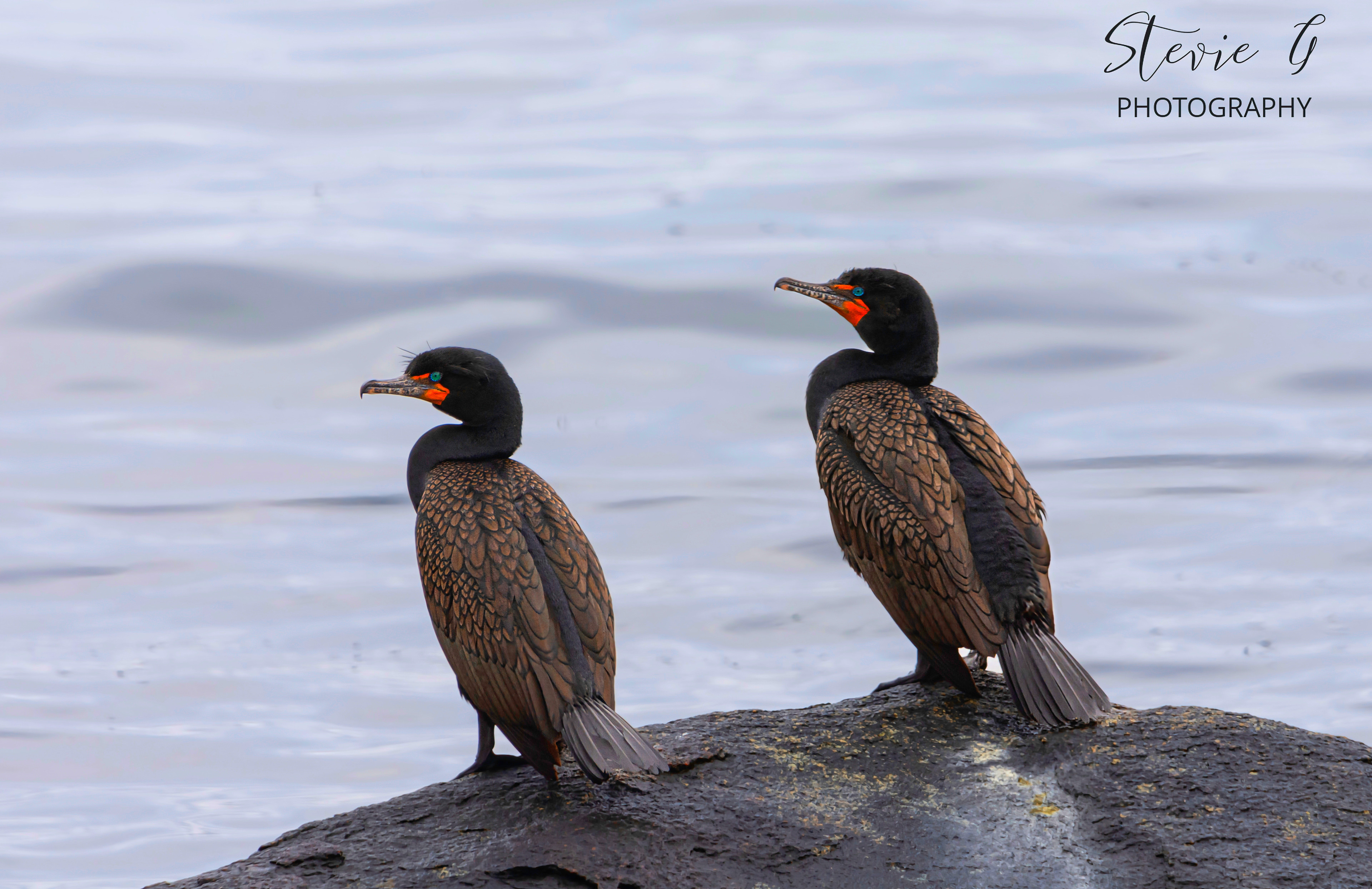 Double-crested cormorants