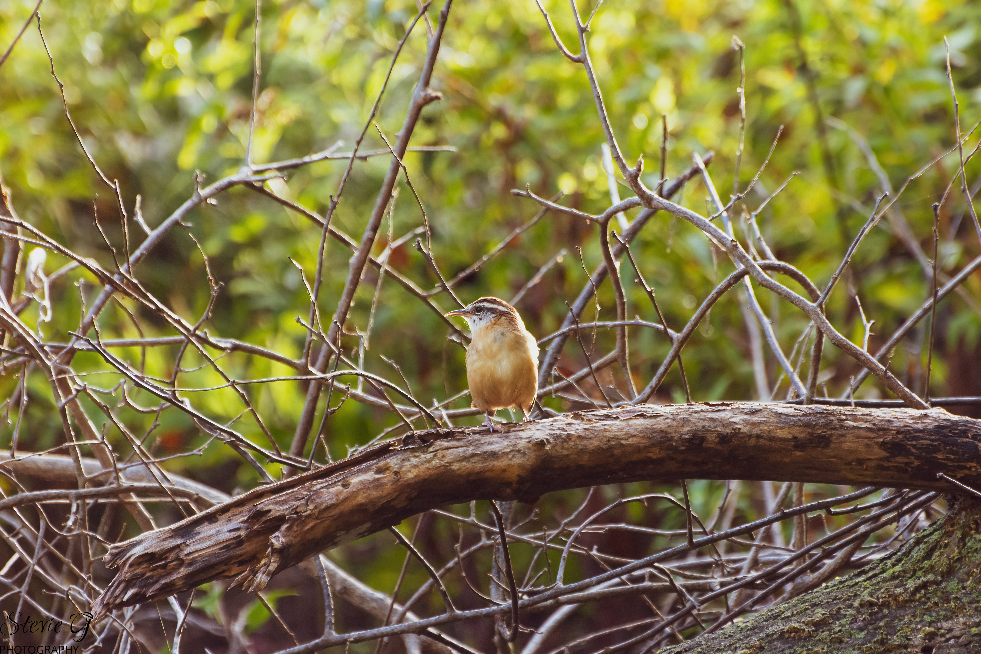 Carolina Wren