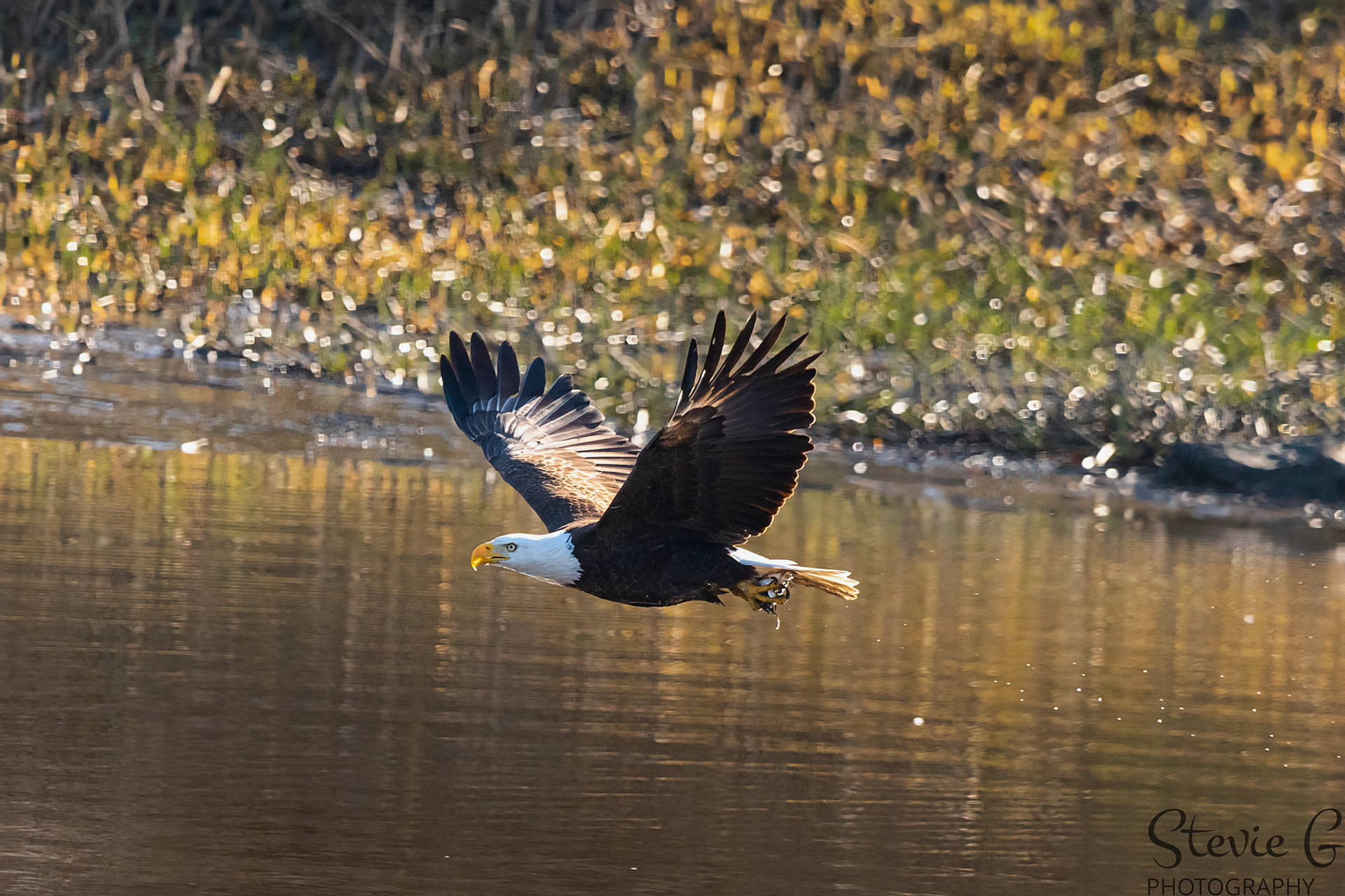 Bald Eagle