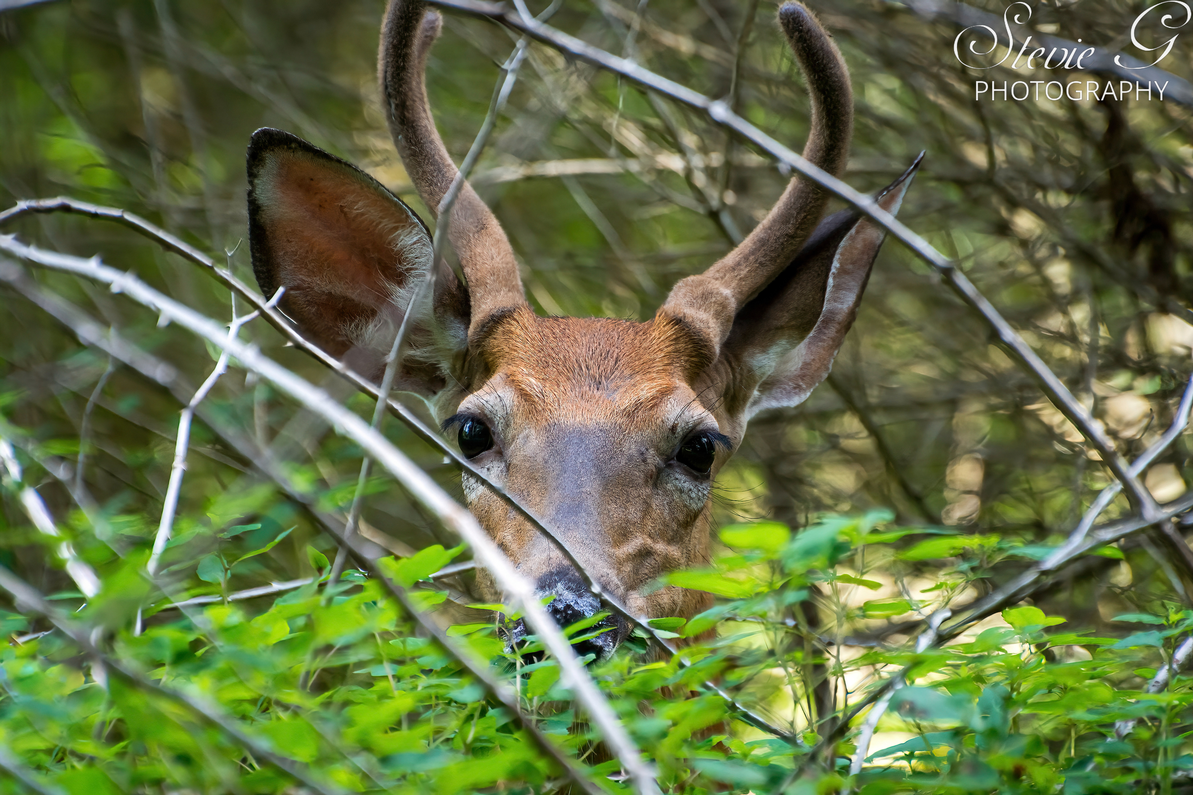 Whitetail Buck - Odiorne State Park