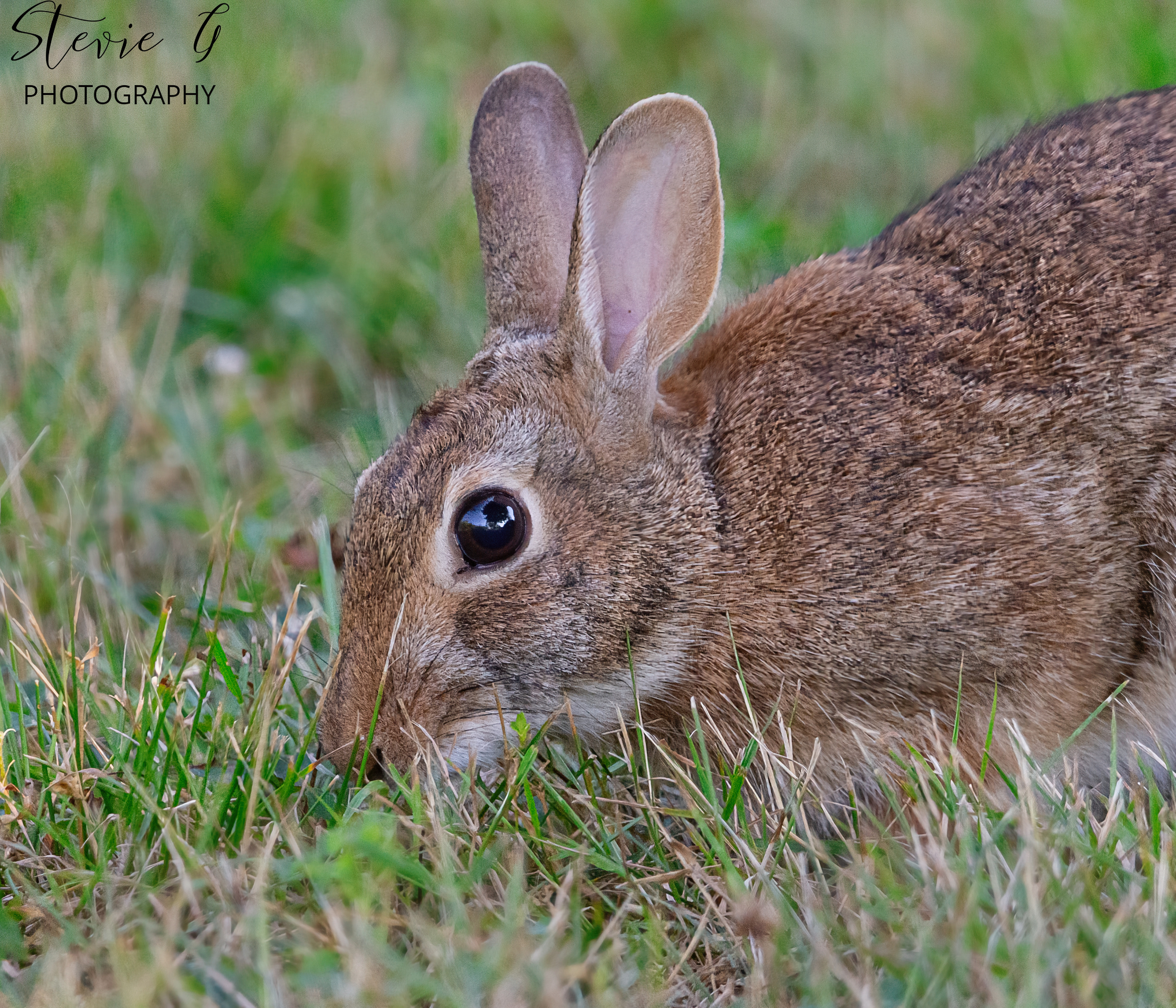 CottonTail - Odiorne State Park