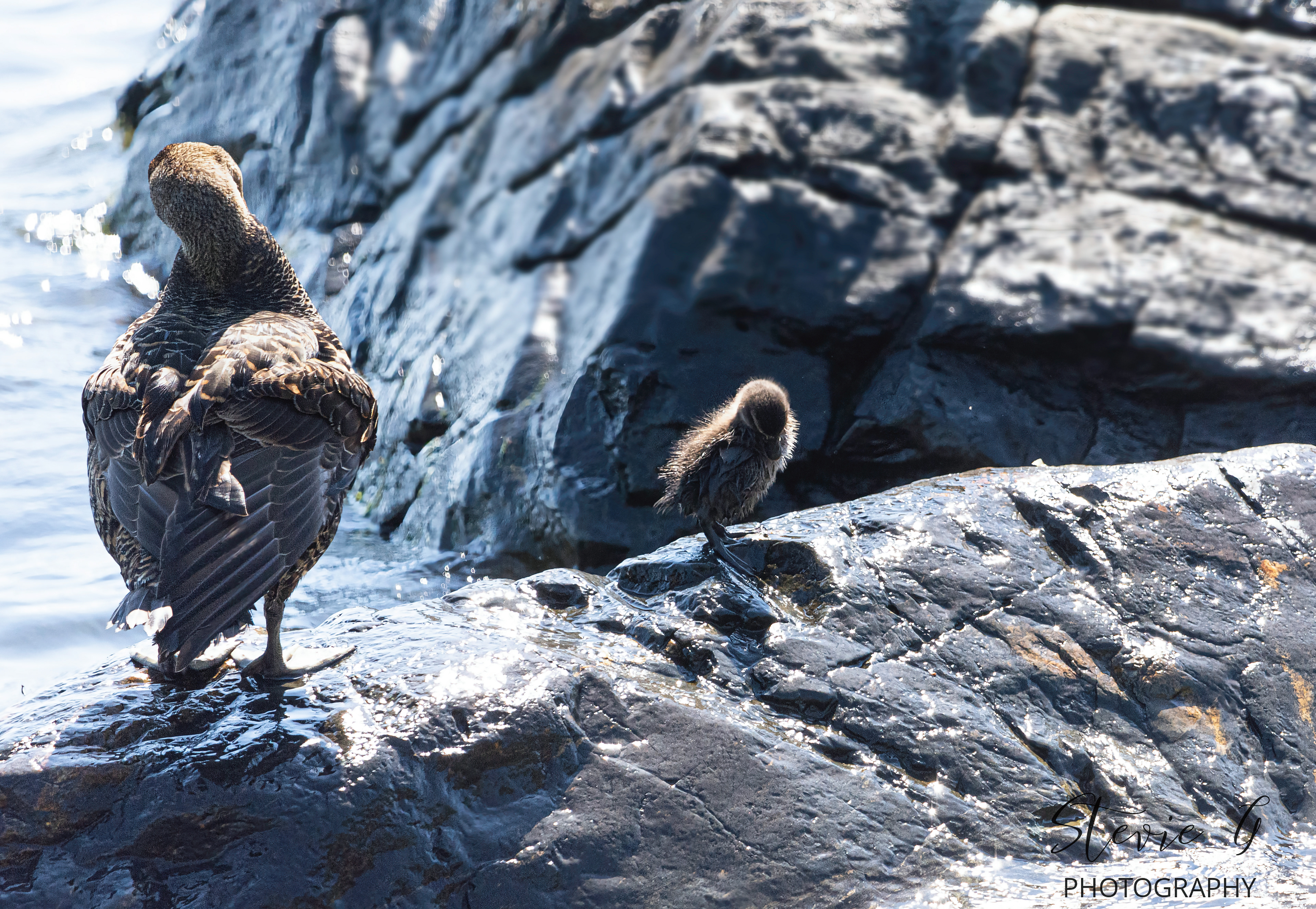 Eider Duck and Young