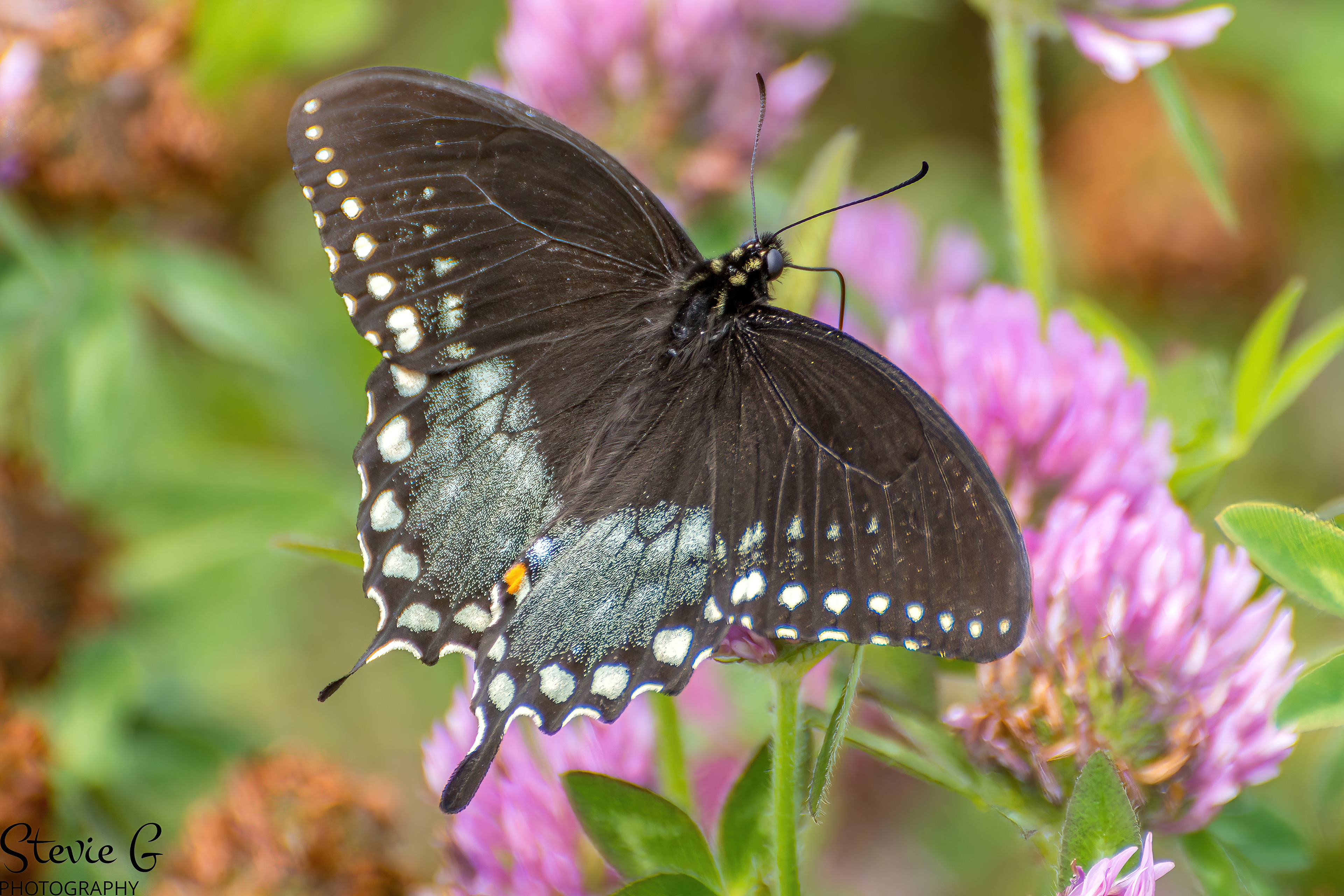 Spicebush Swallowtail butterfly