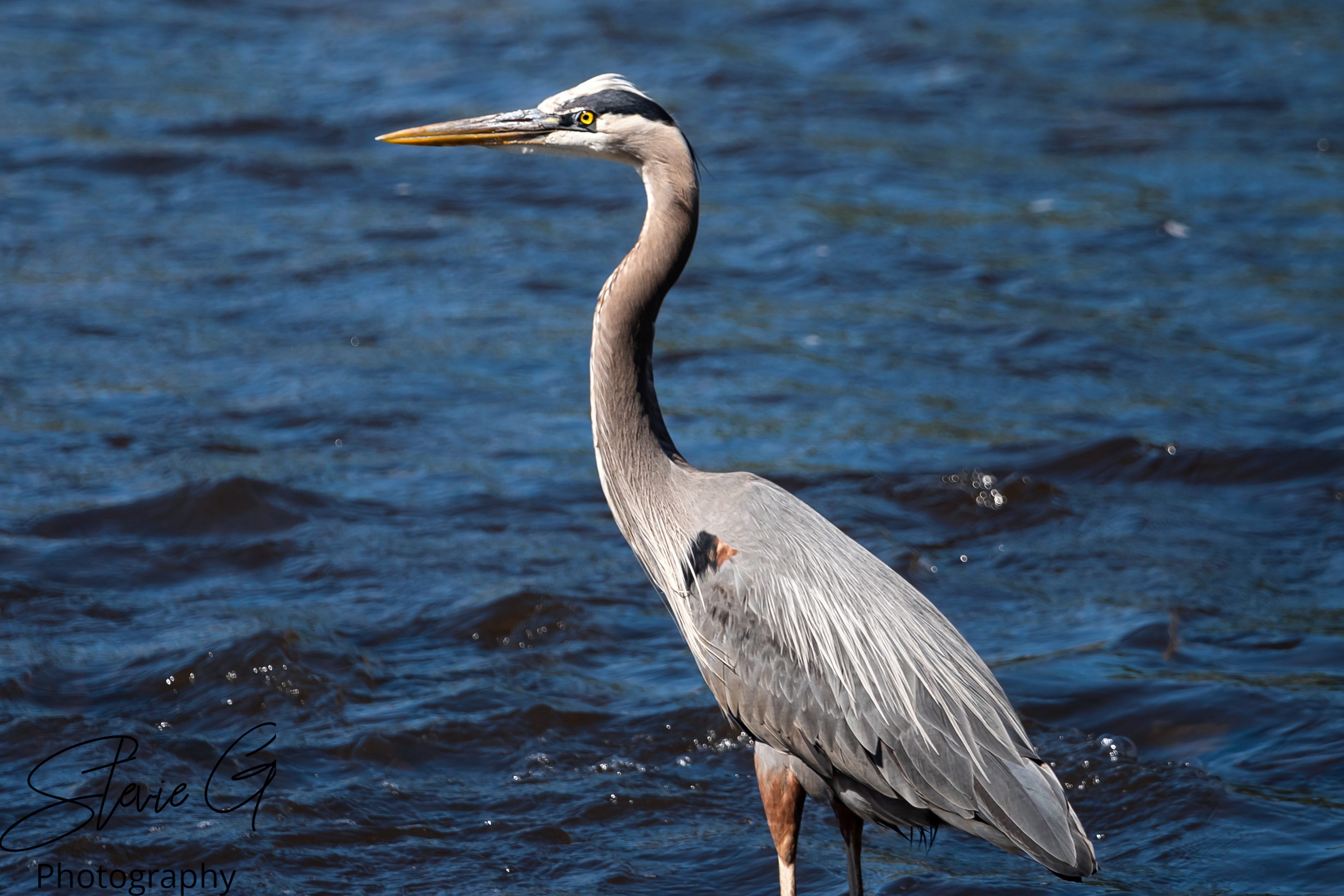 Blue Heron