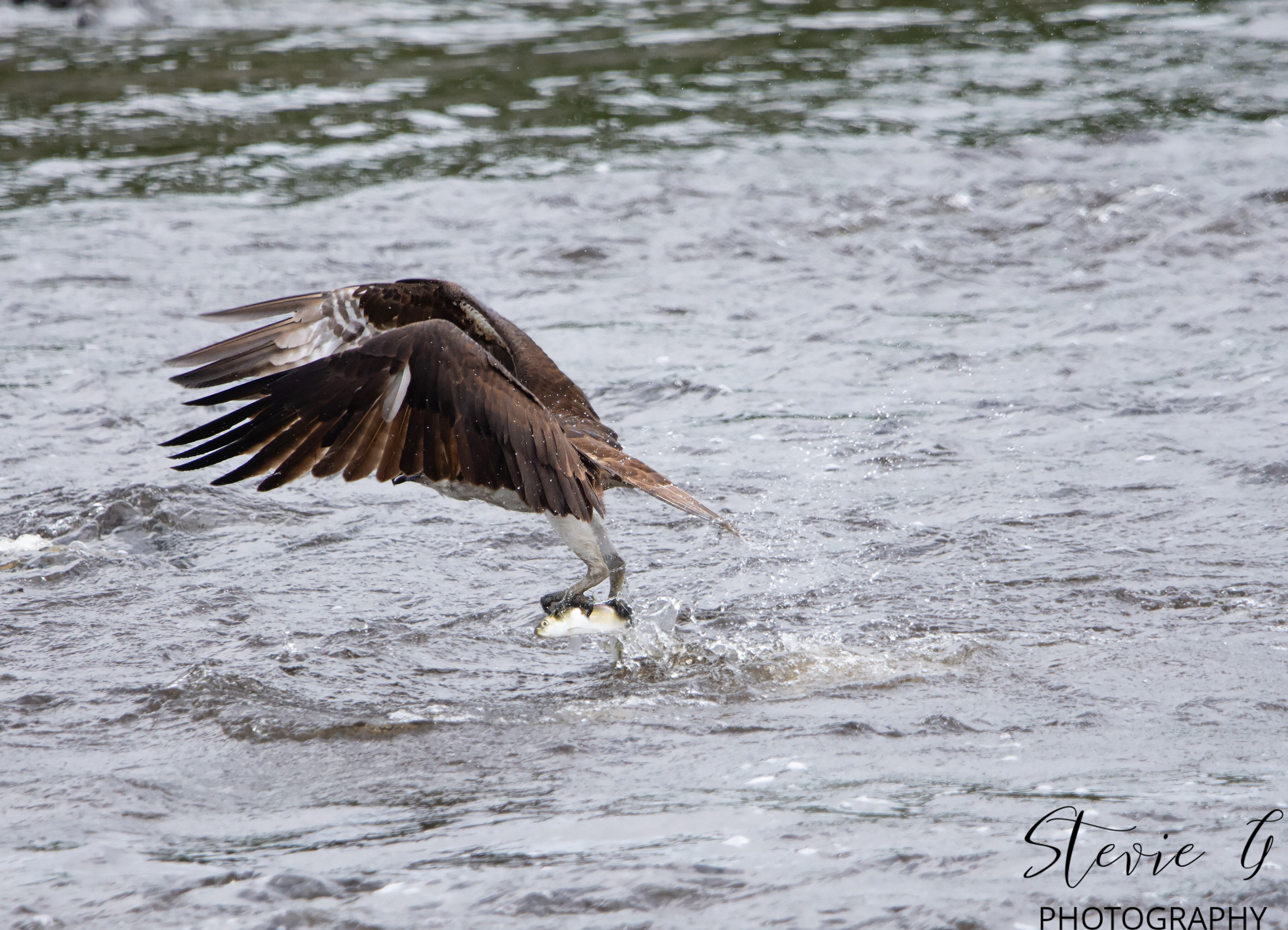 Osprey