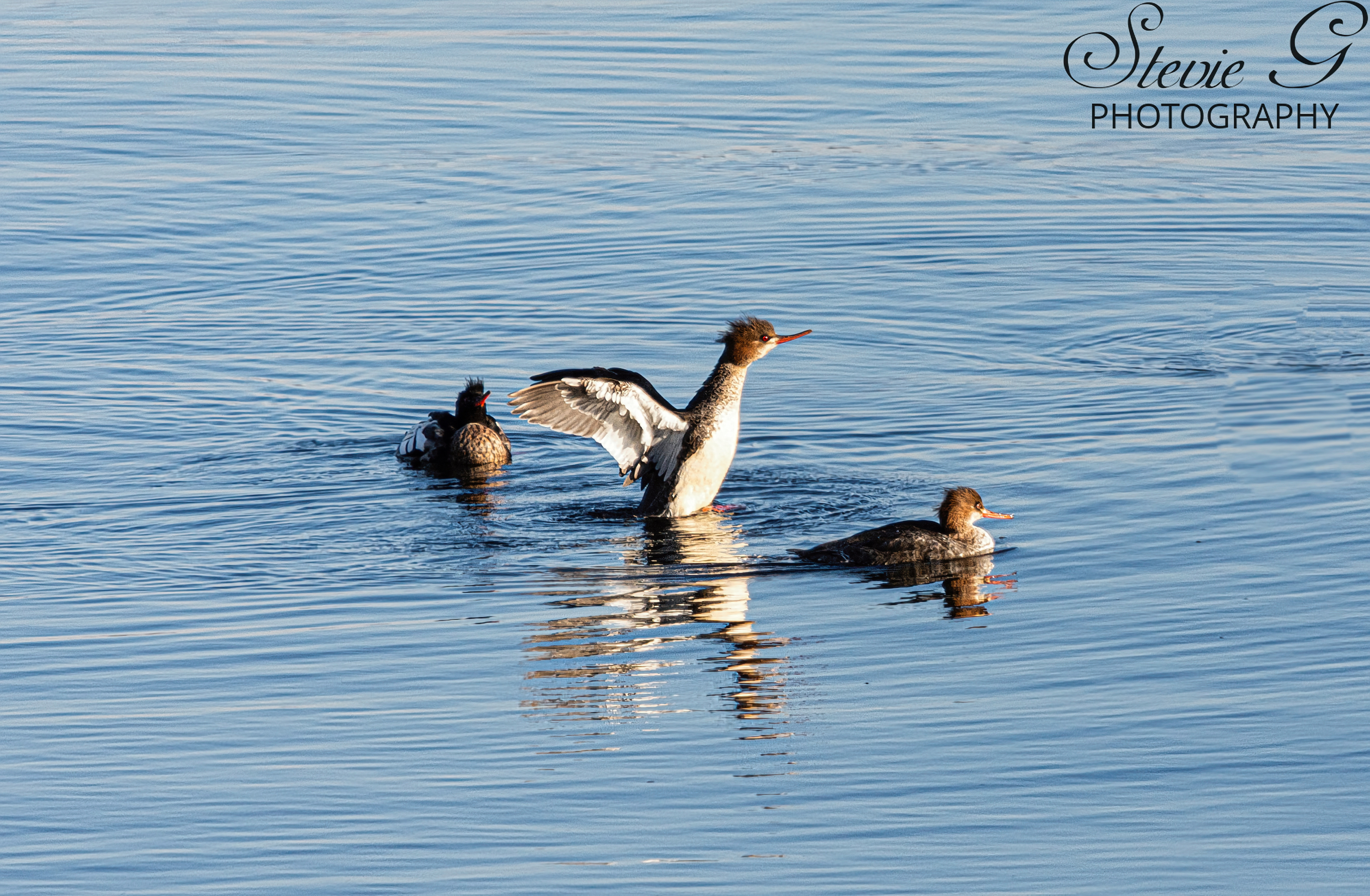 Female Red-breasted merganser - Odiorne State Park