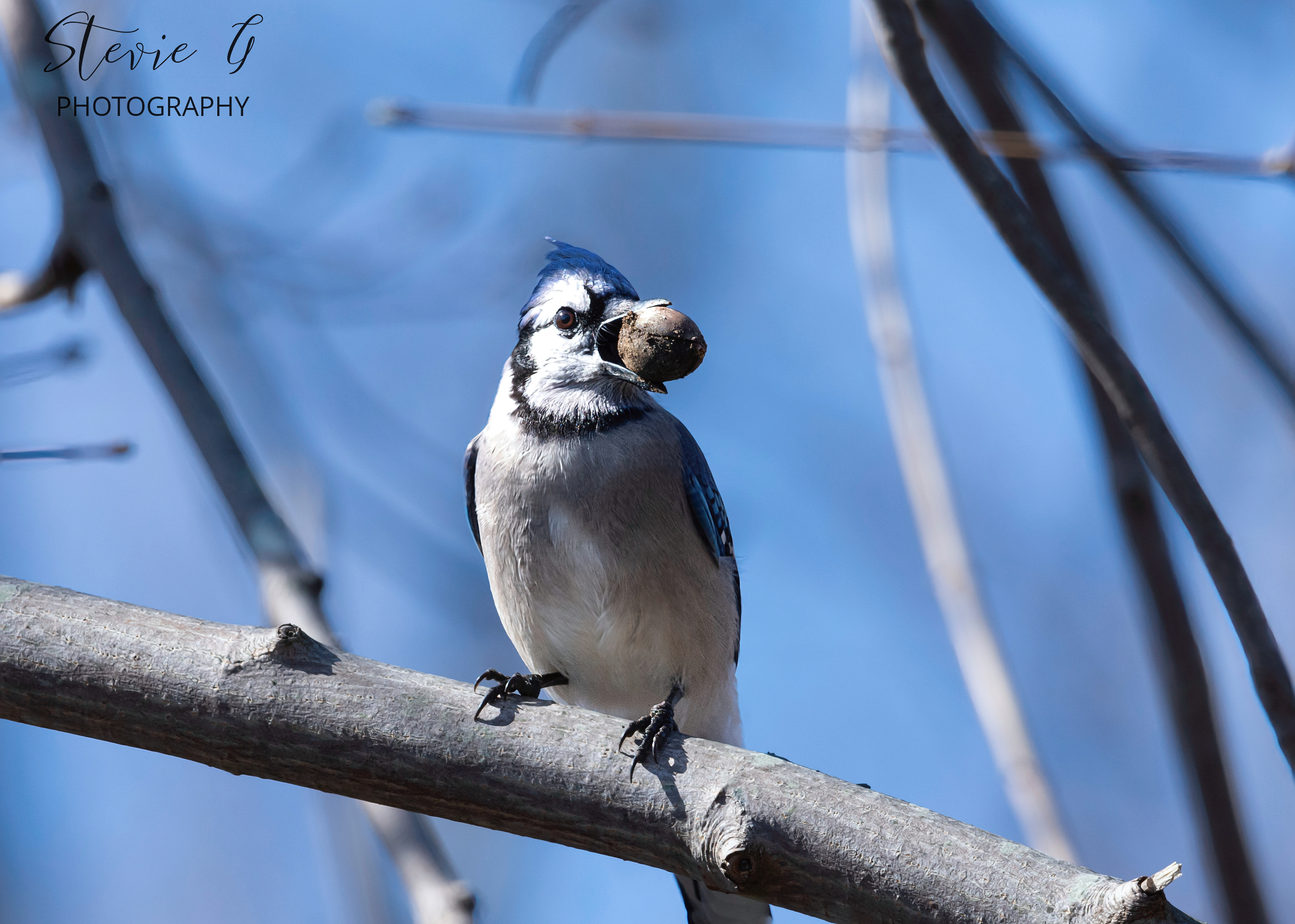 Blue Jay - Odiorne State Park