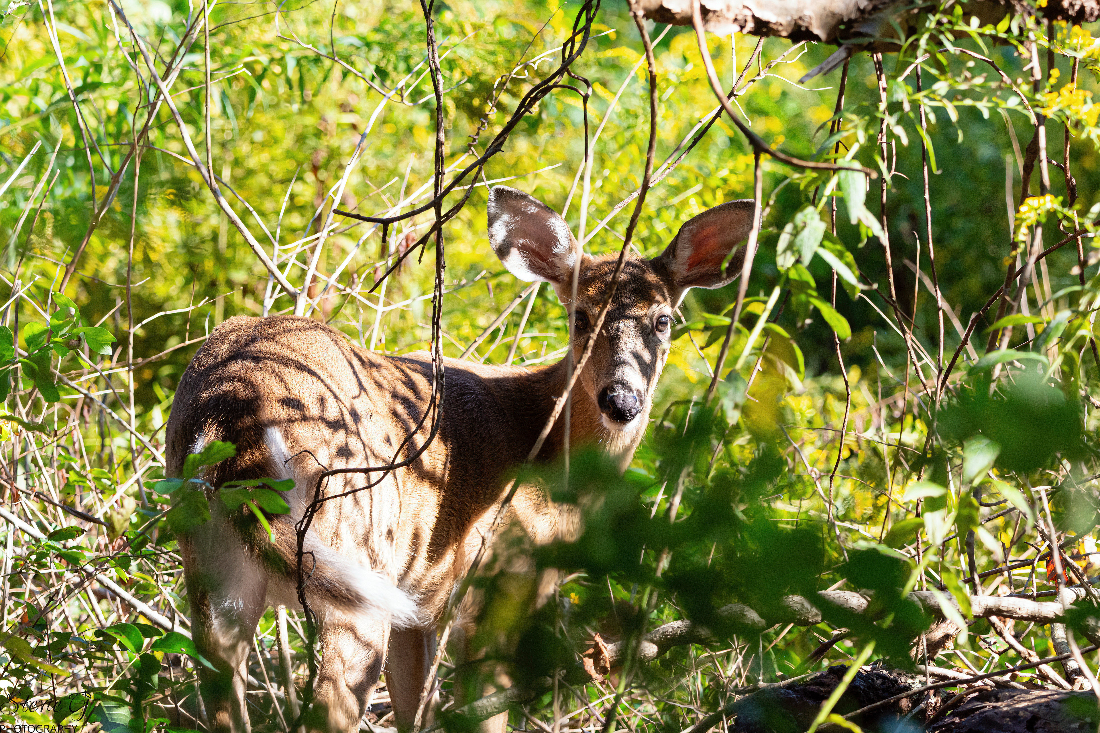 Whitetail Deer Odiorne State Park