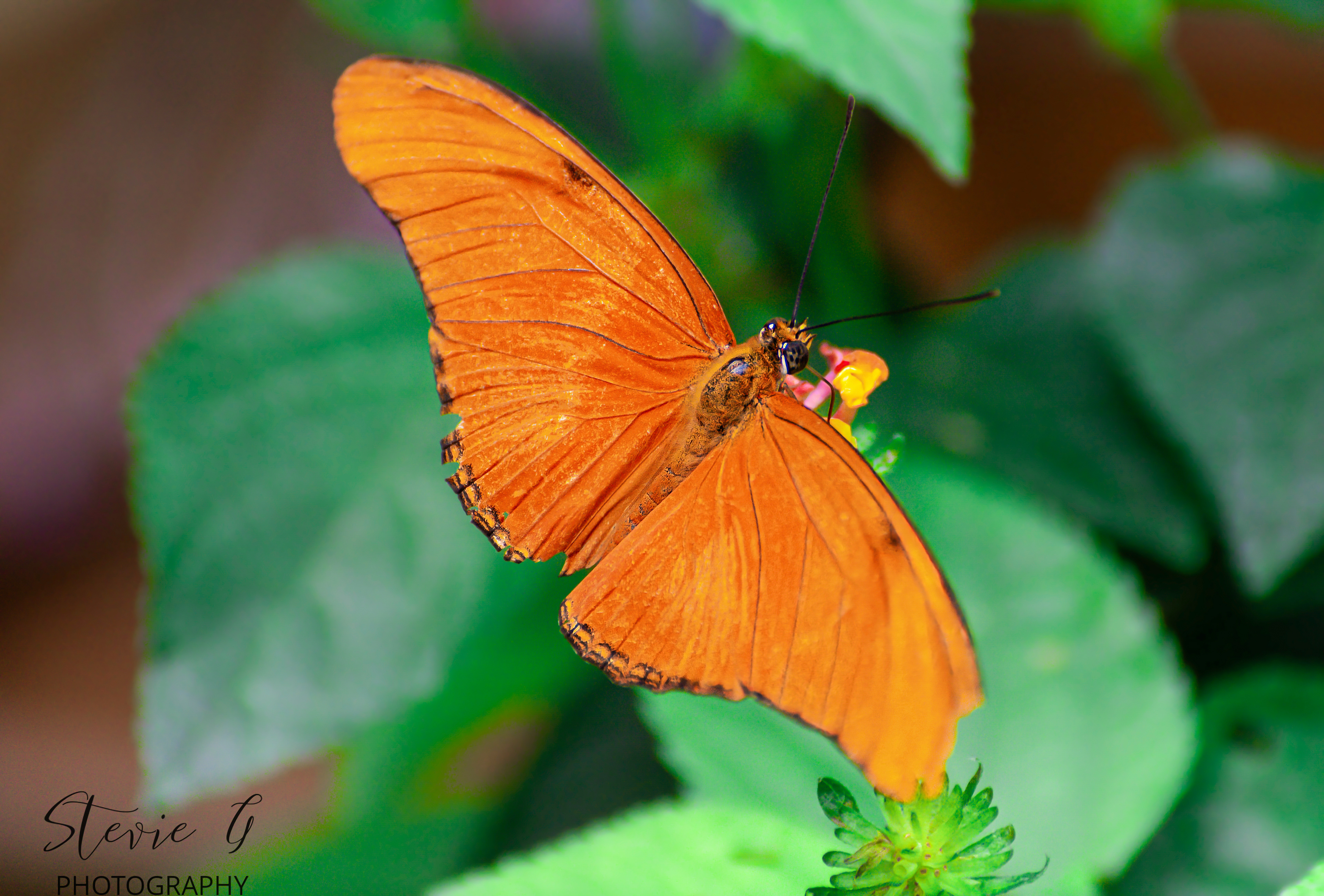 Julia butterfly