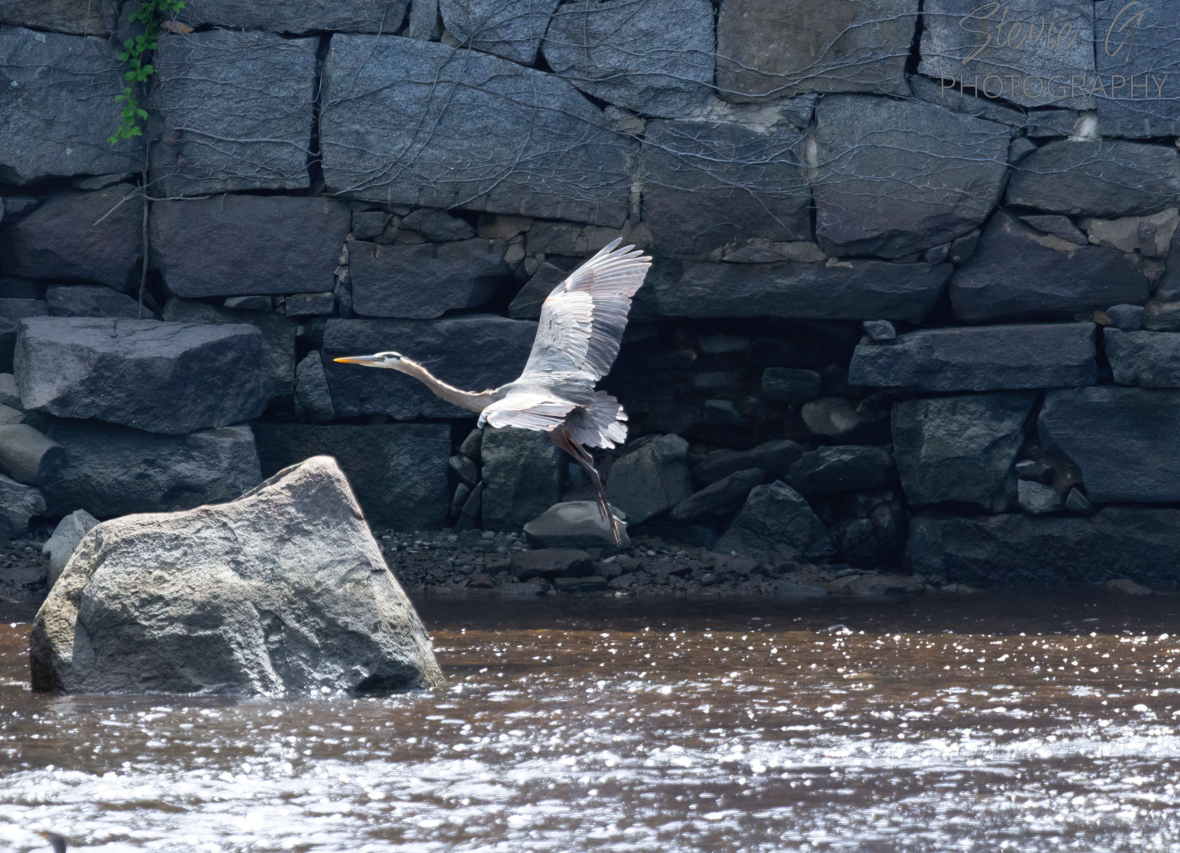 Great Blue Heron