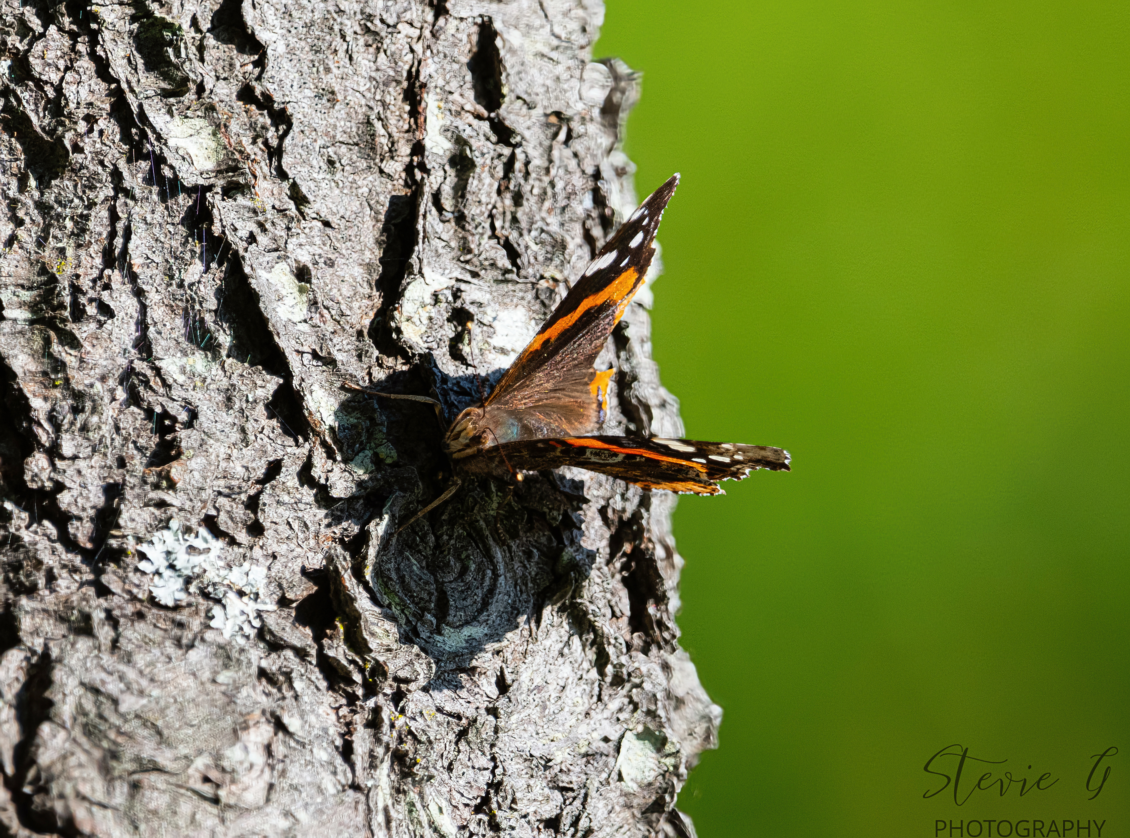 Red Admiral - Odiorne State Park