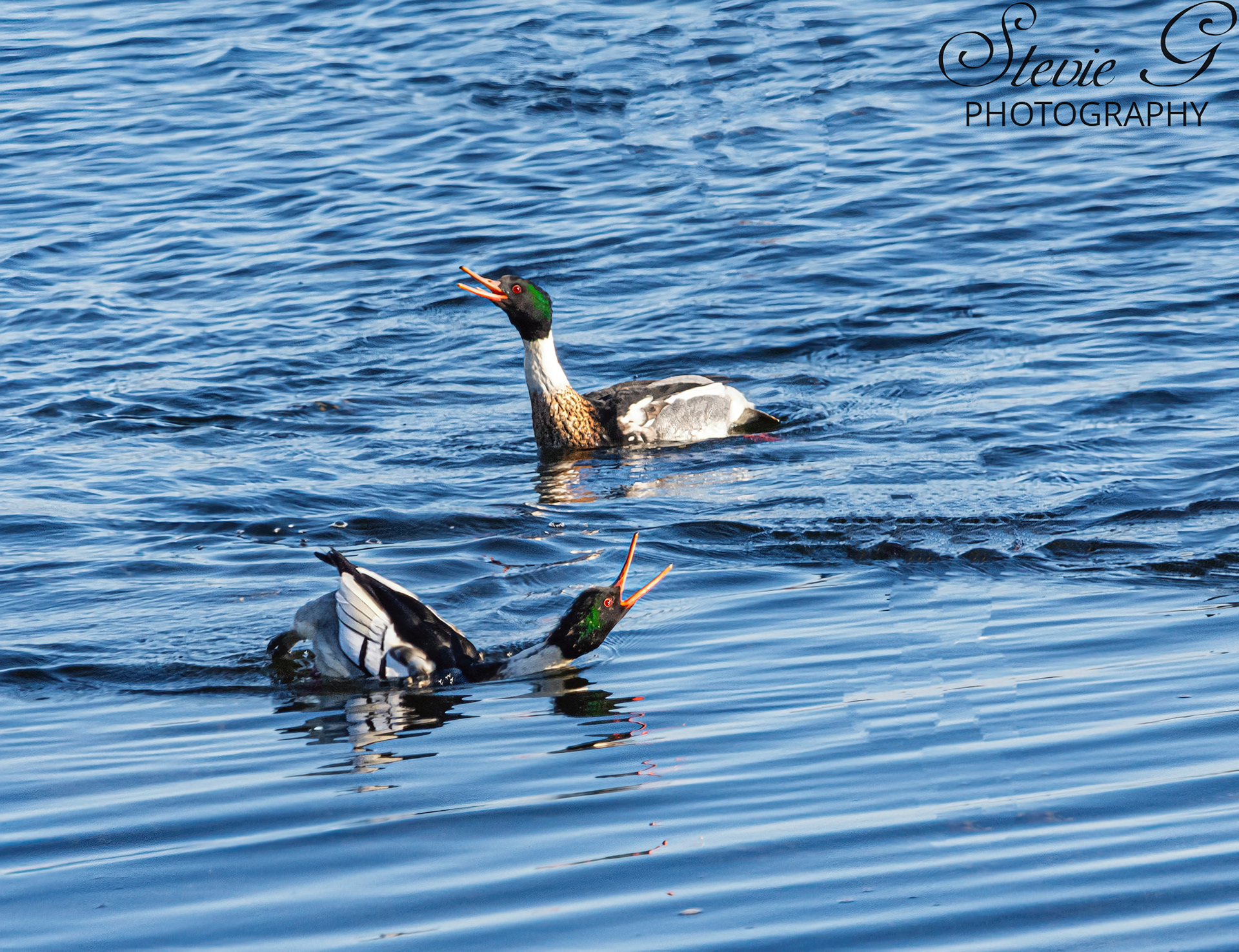 Red-breasted merganser - Odiorne State Park