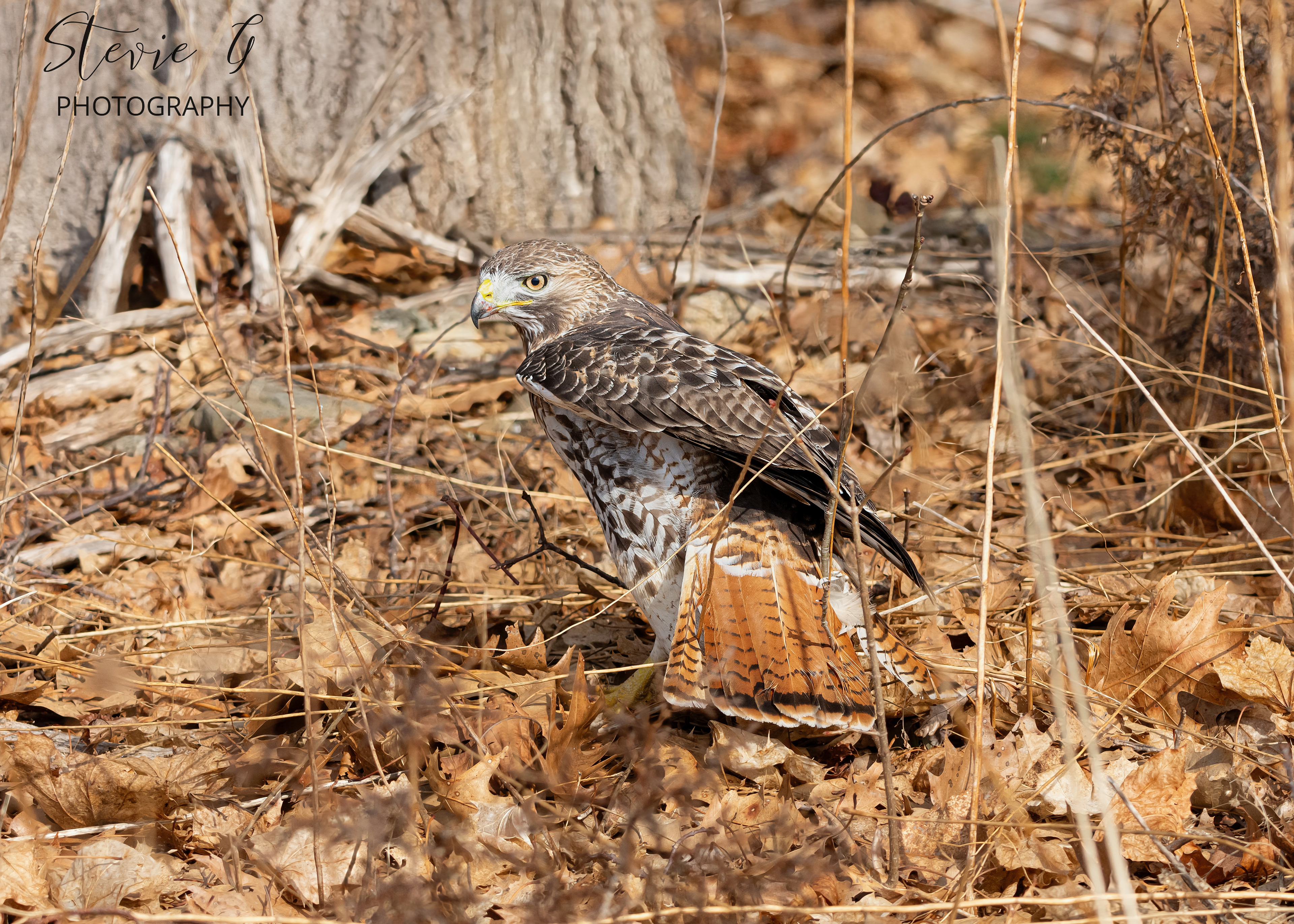 Redtail hawk