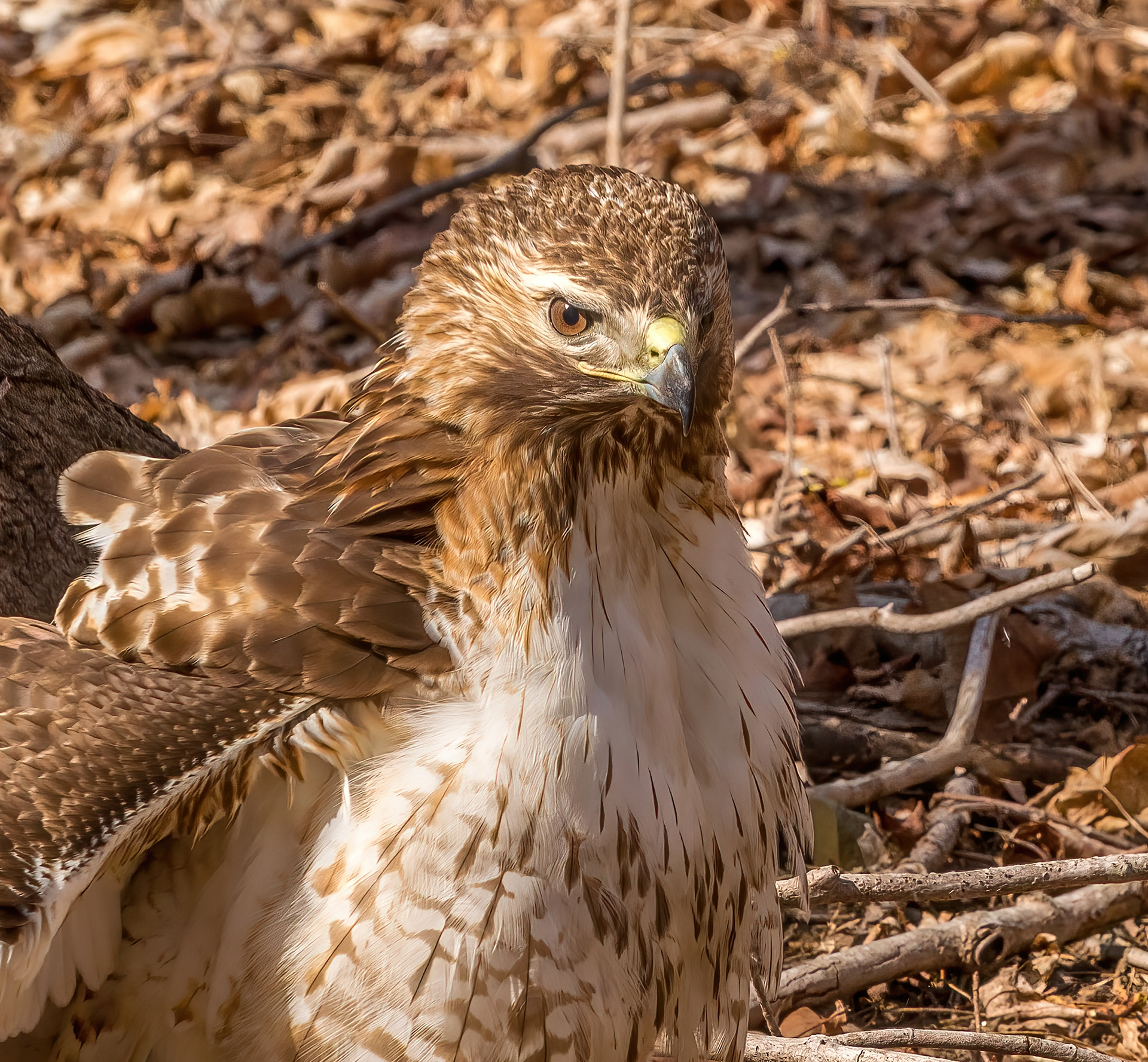 Redtail Hawk