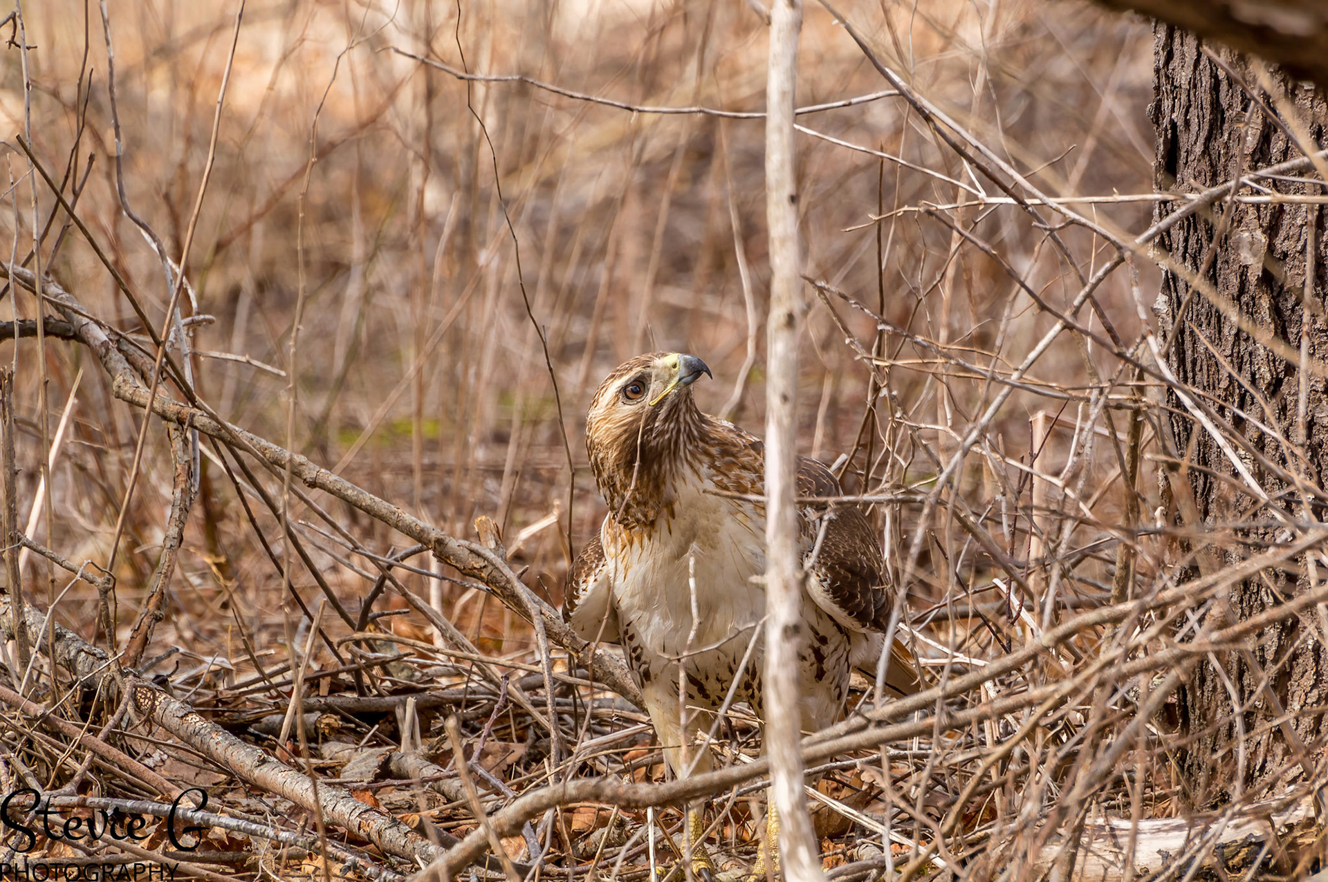 Redtail Hawk at Odiorne state park