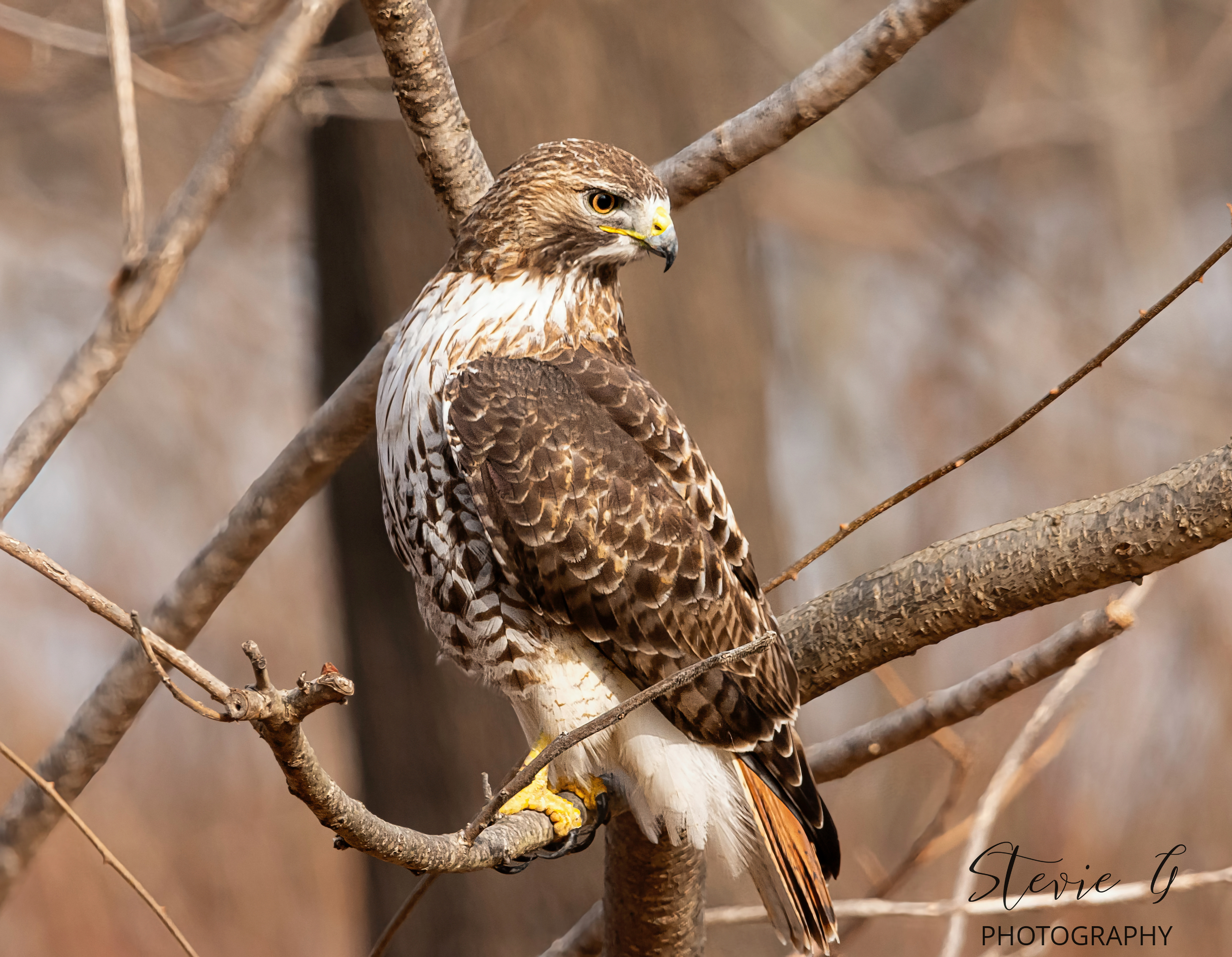 Redtail hawk